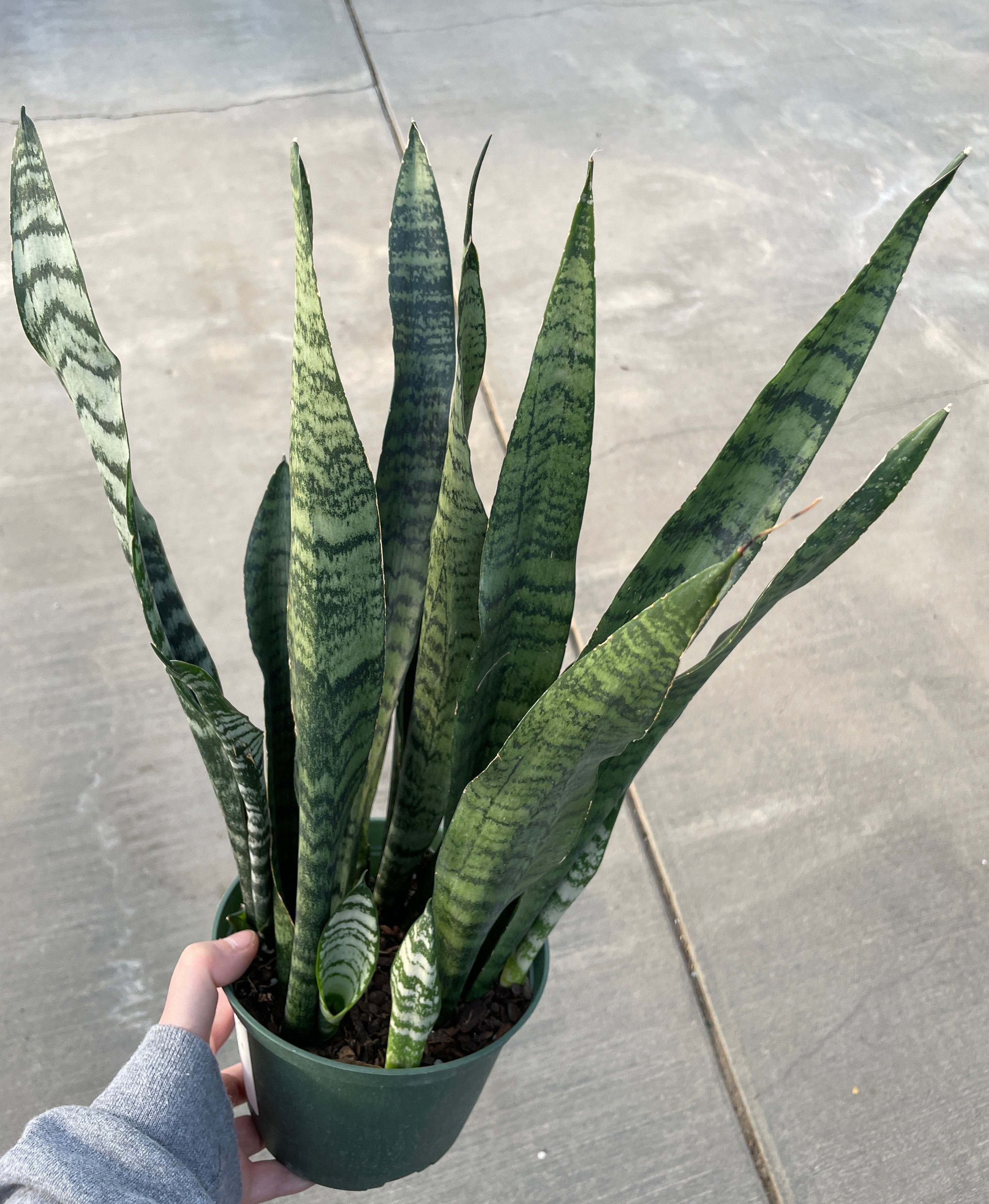 Snake Plant, Zeylanica