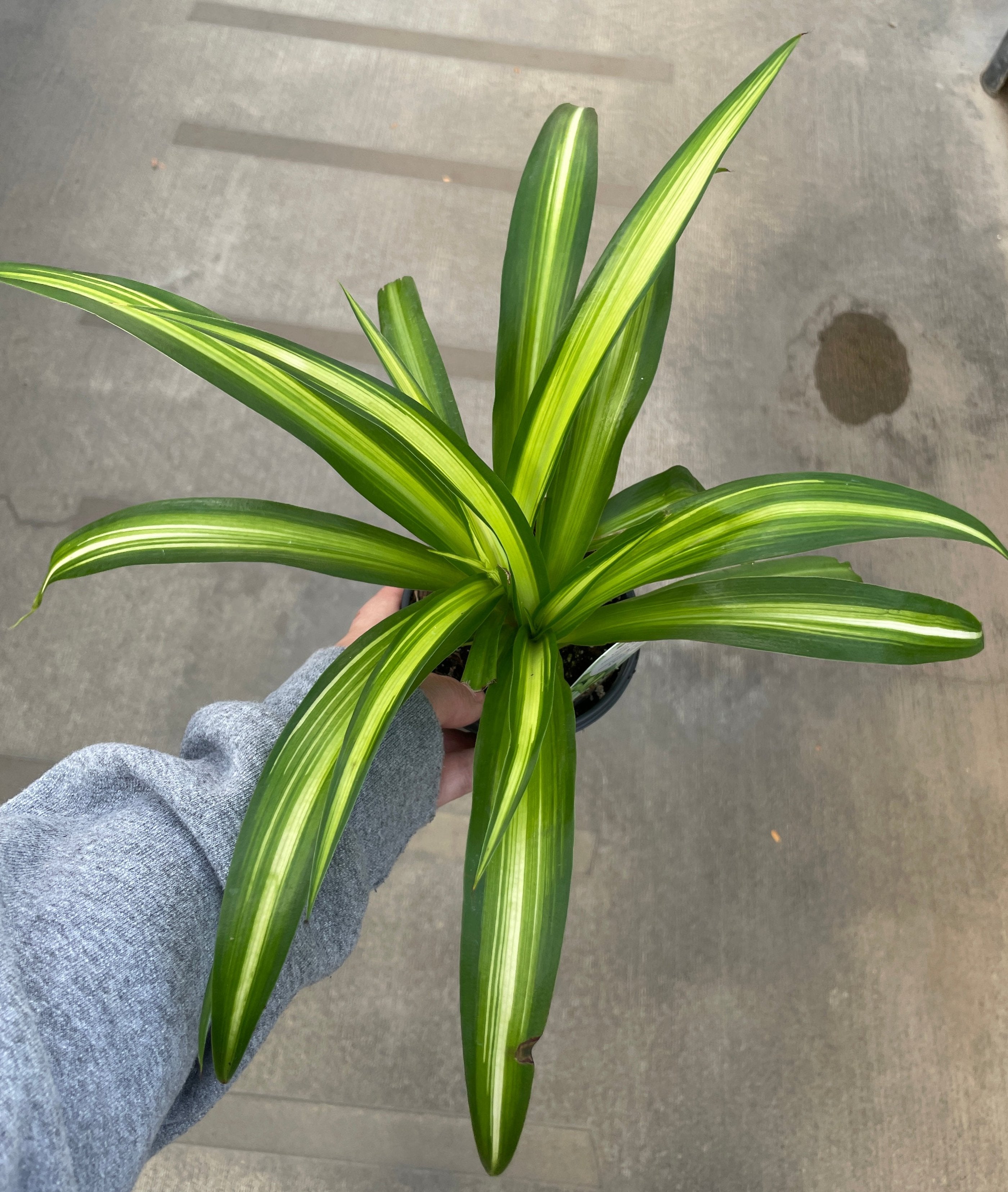 Spider Plant