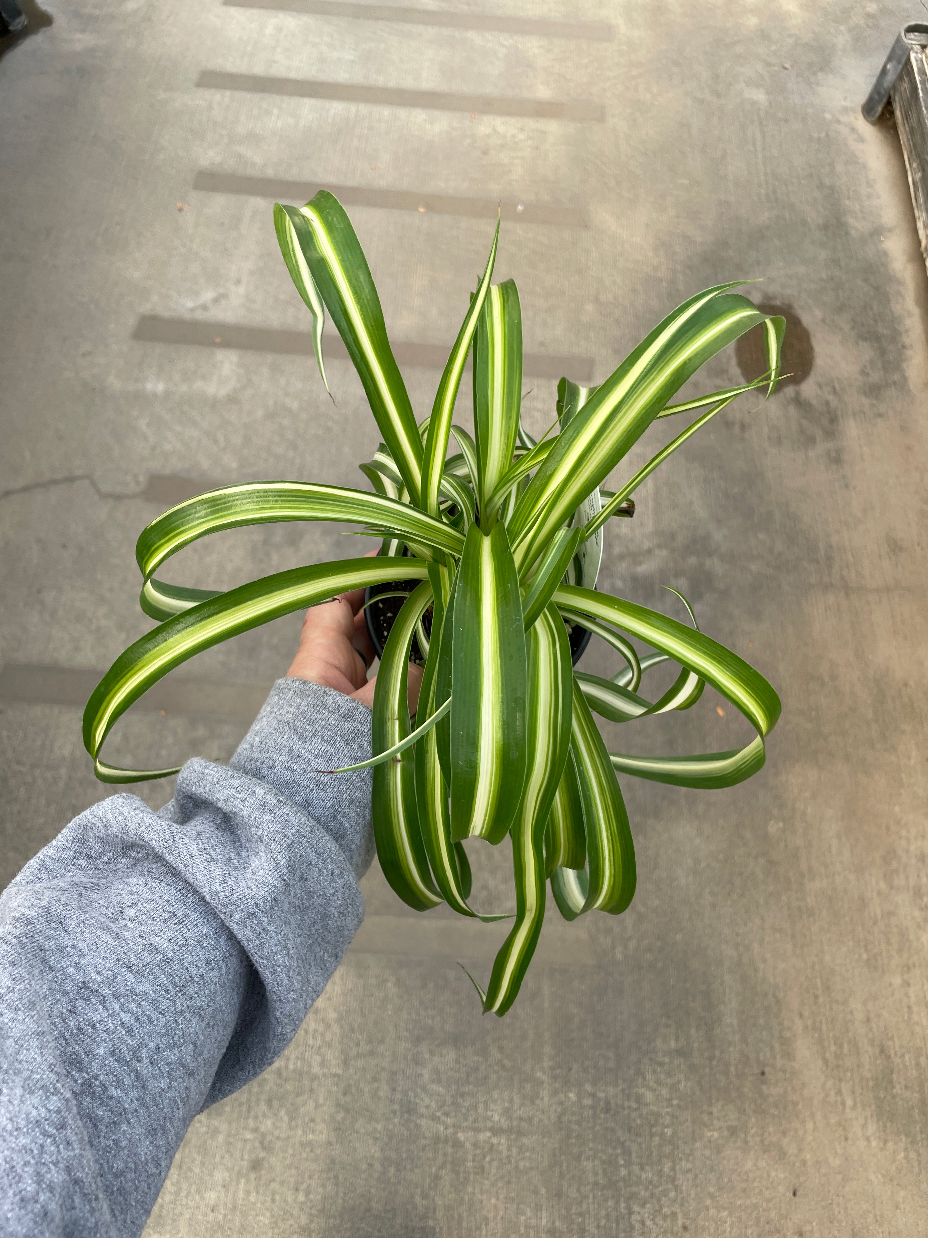 Spider Plant