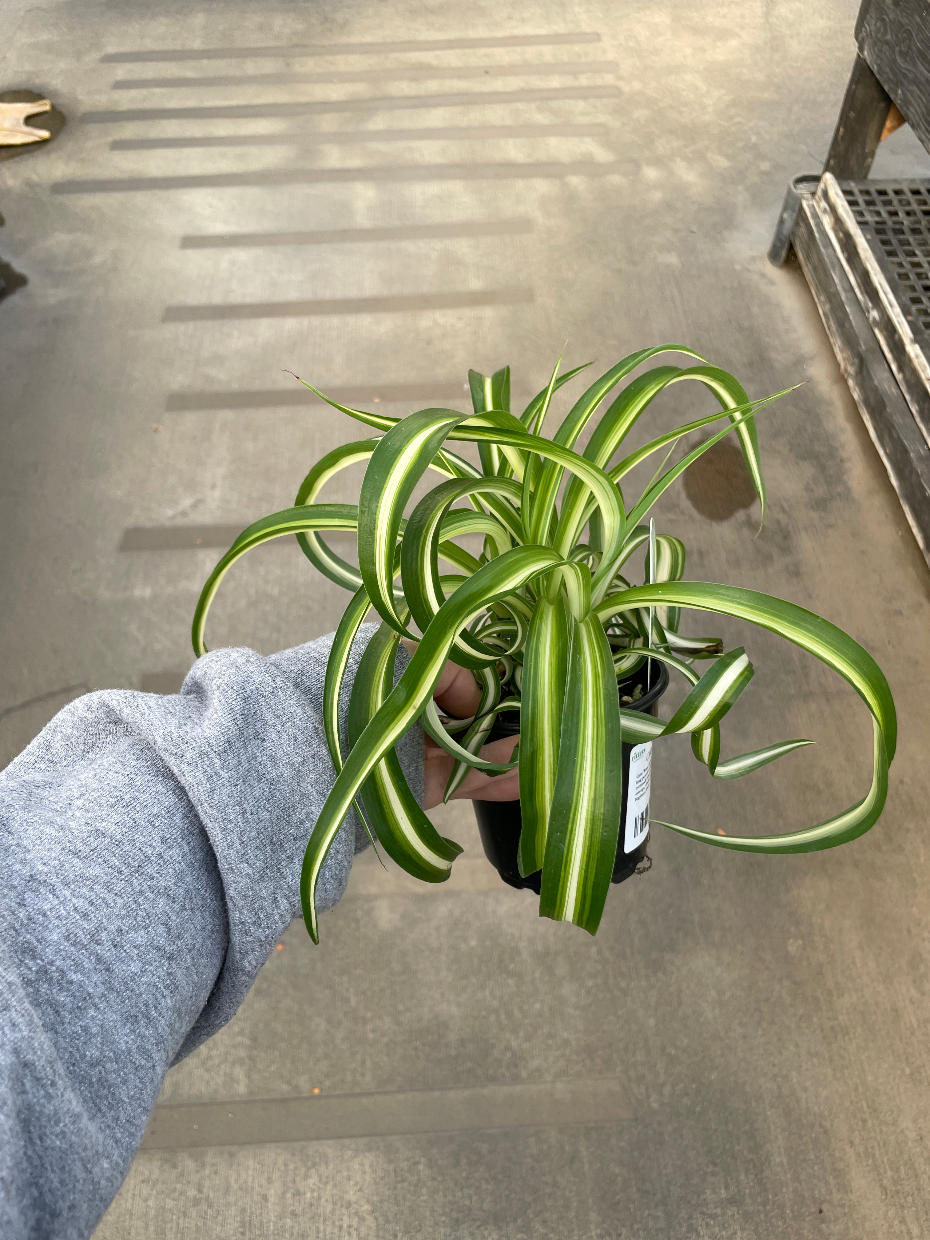 Spider Plant