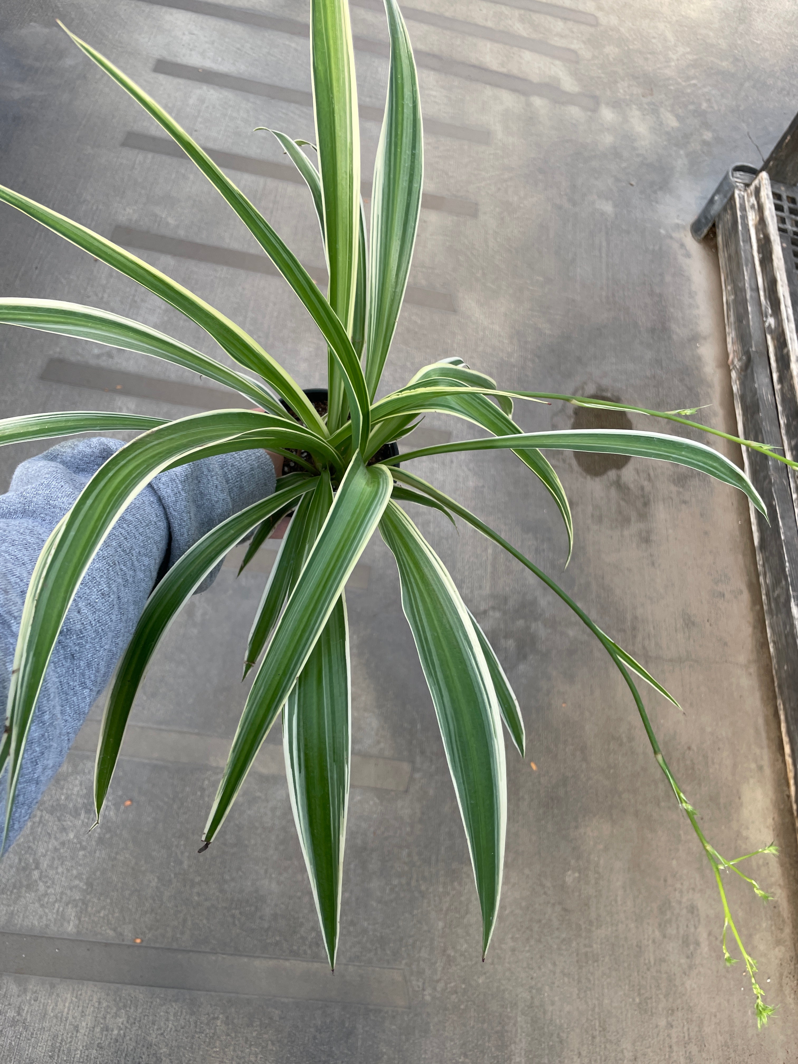 Spider Plant