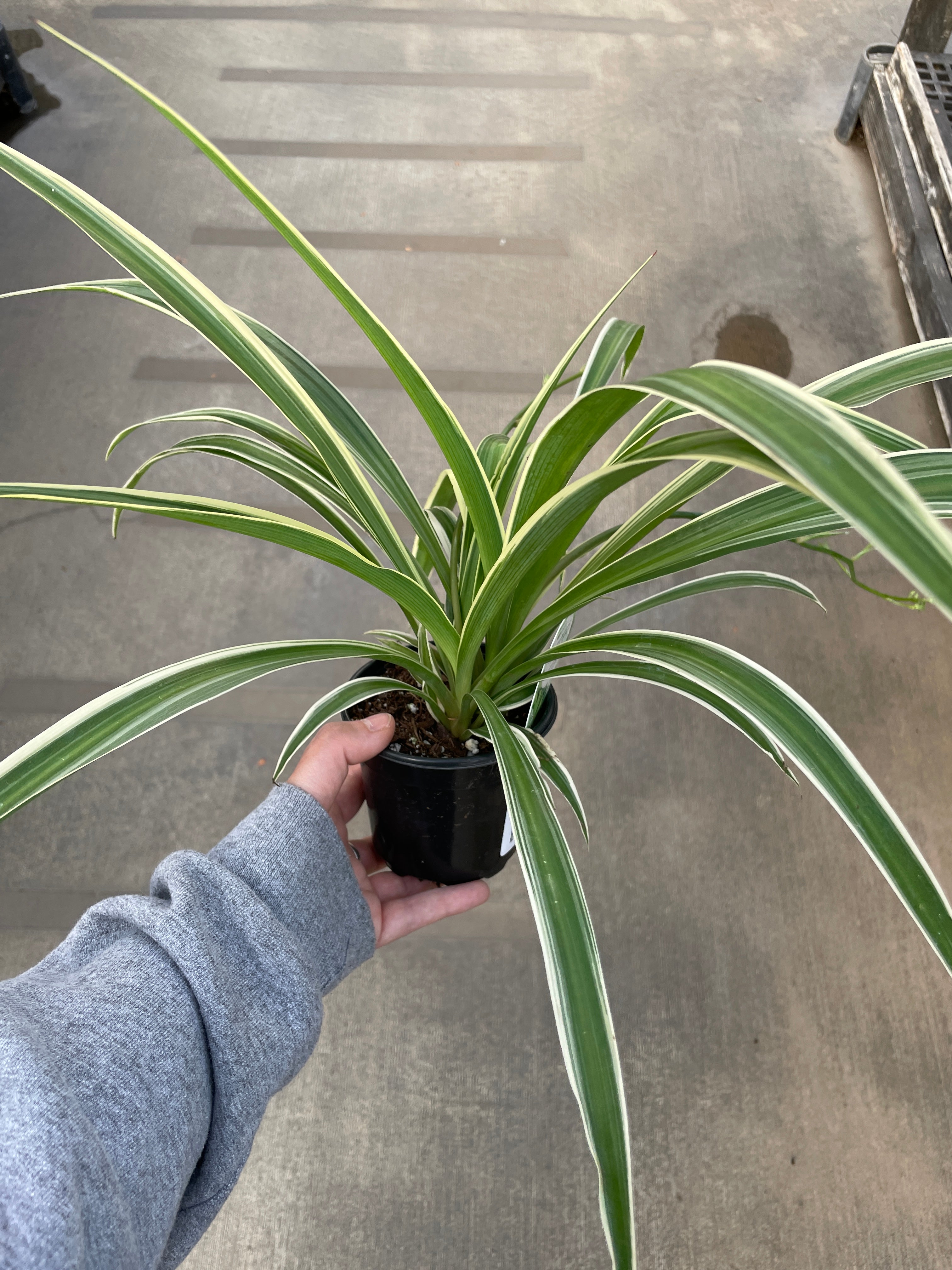 Spider Plant