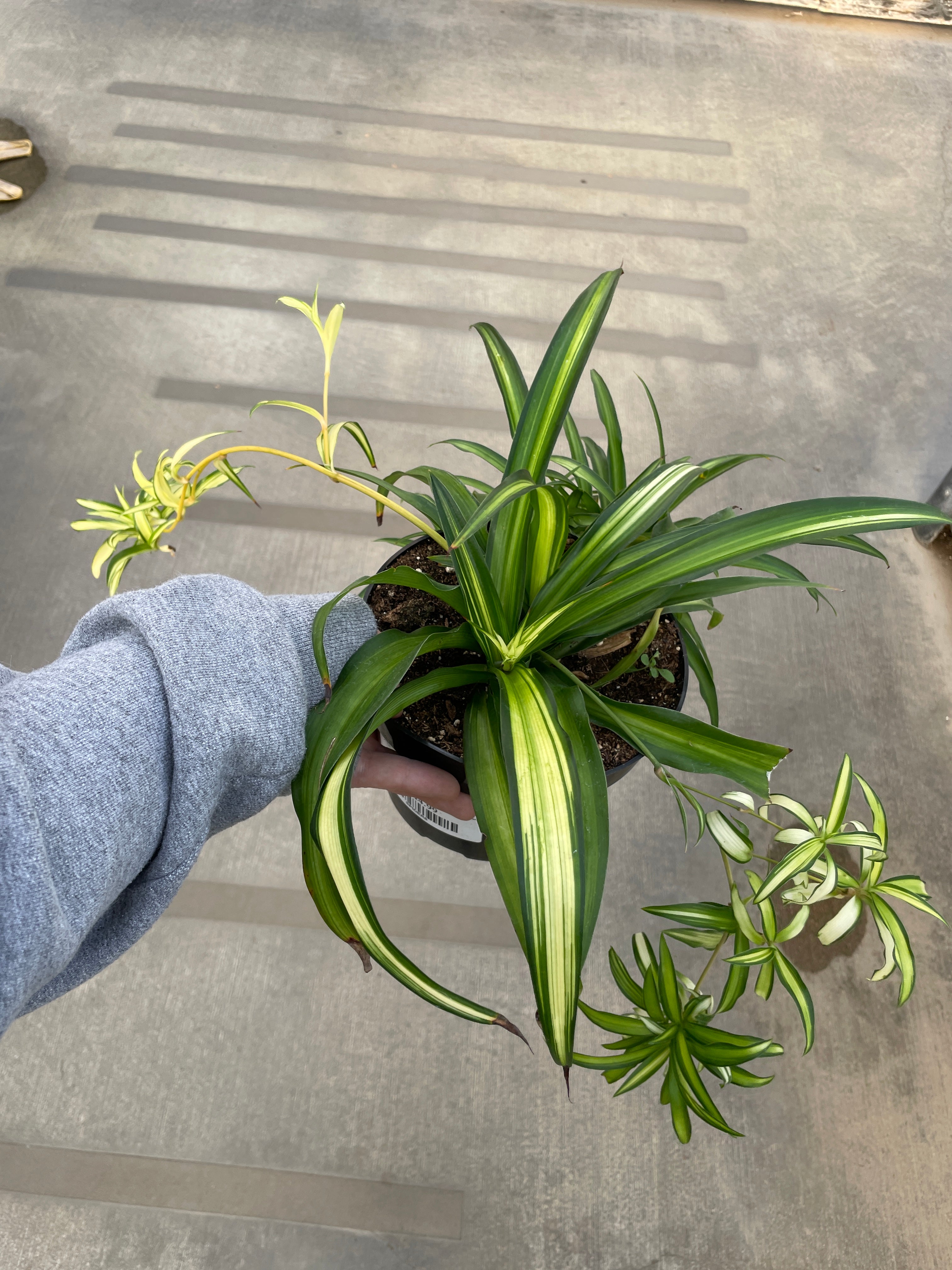 Spider Plant