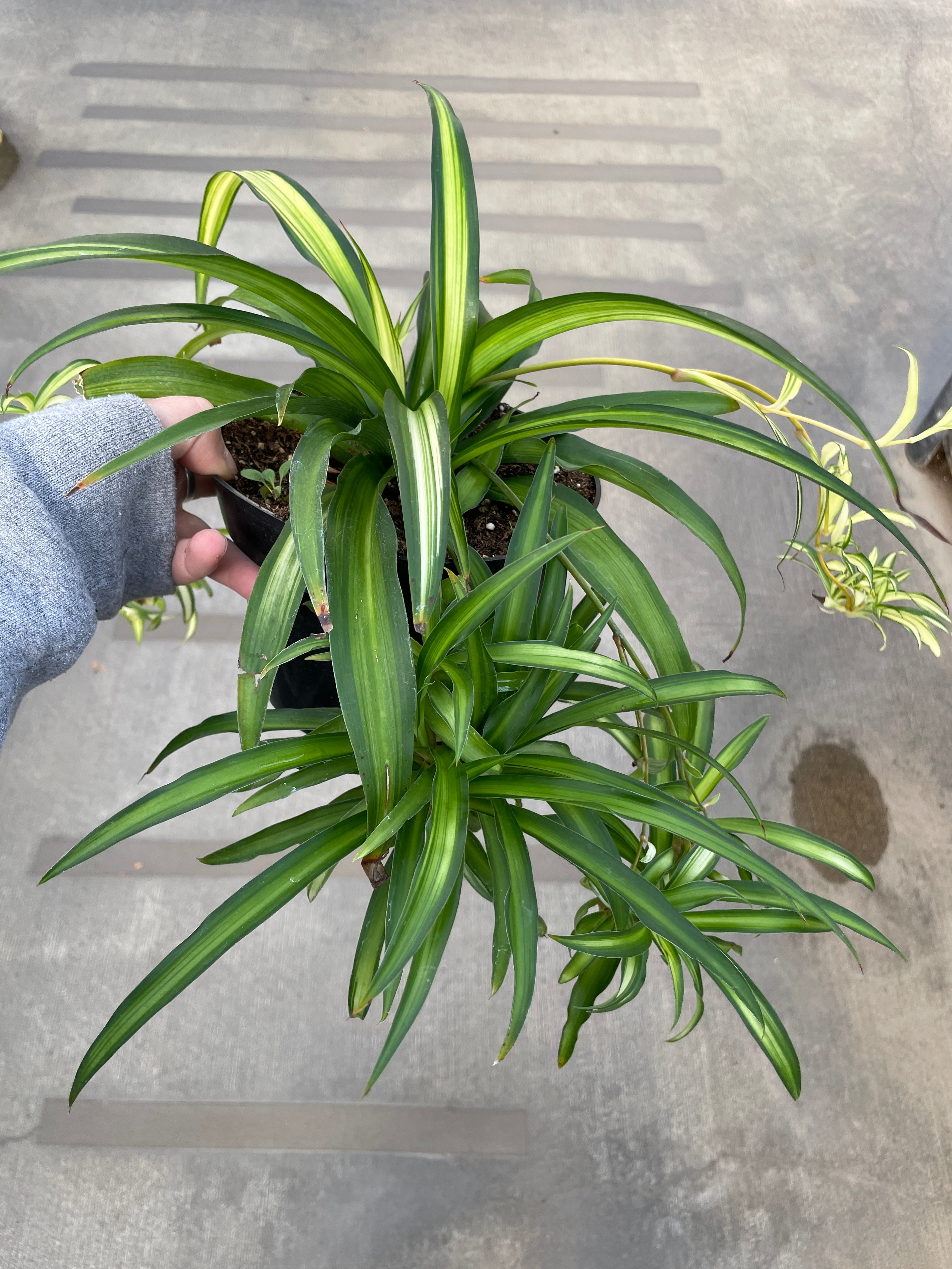 Spider Plant