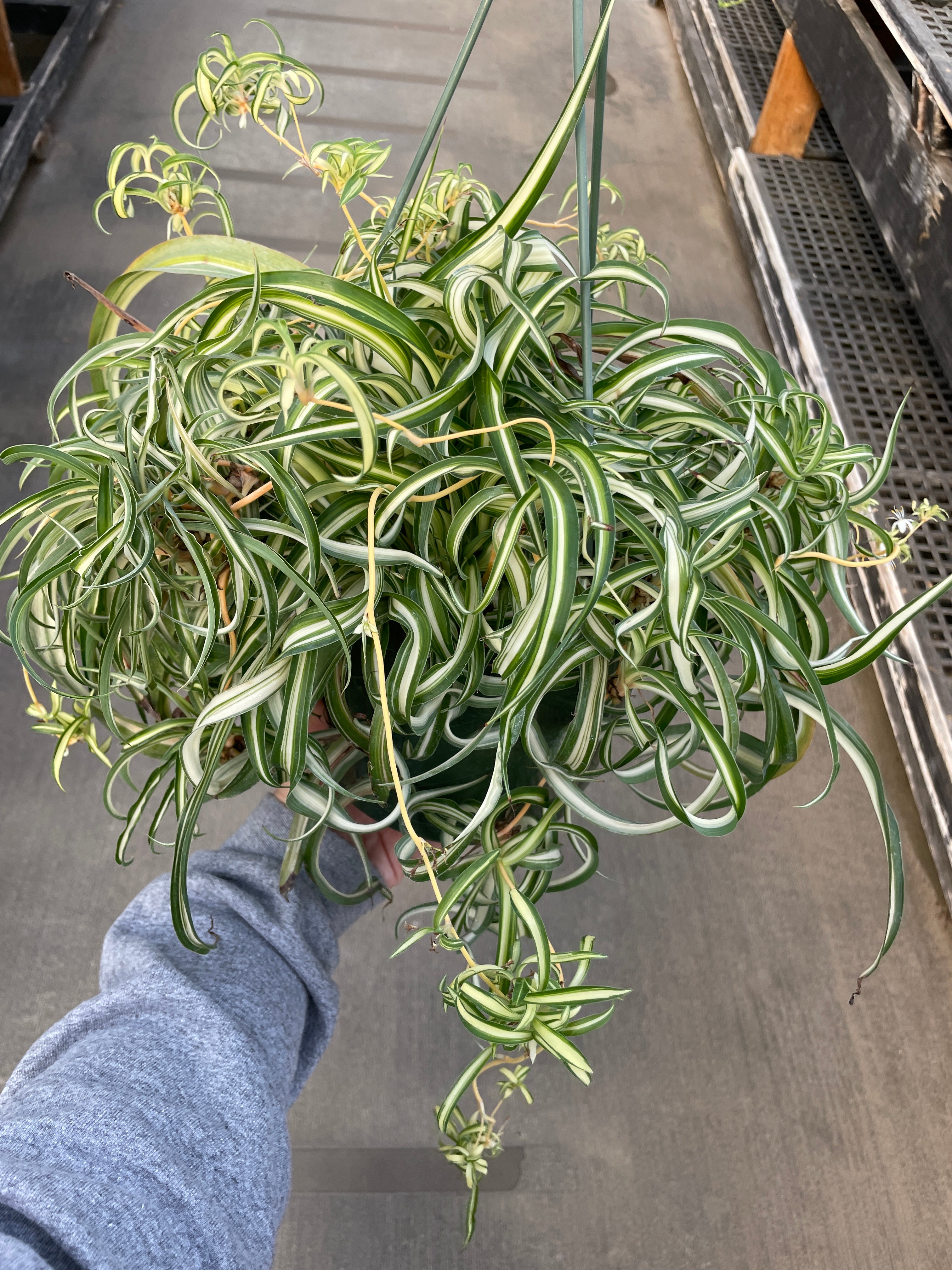 Spider Plant