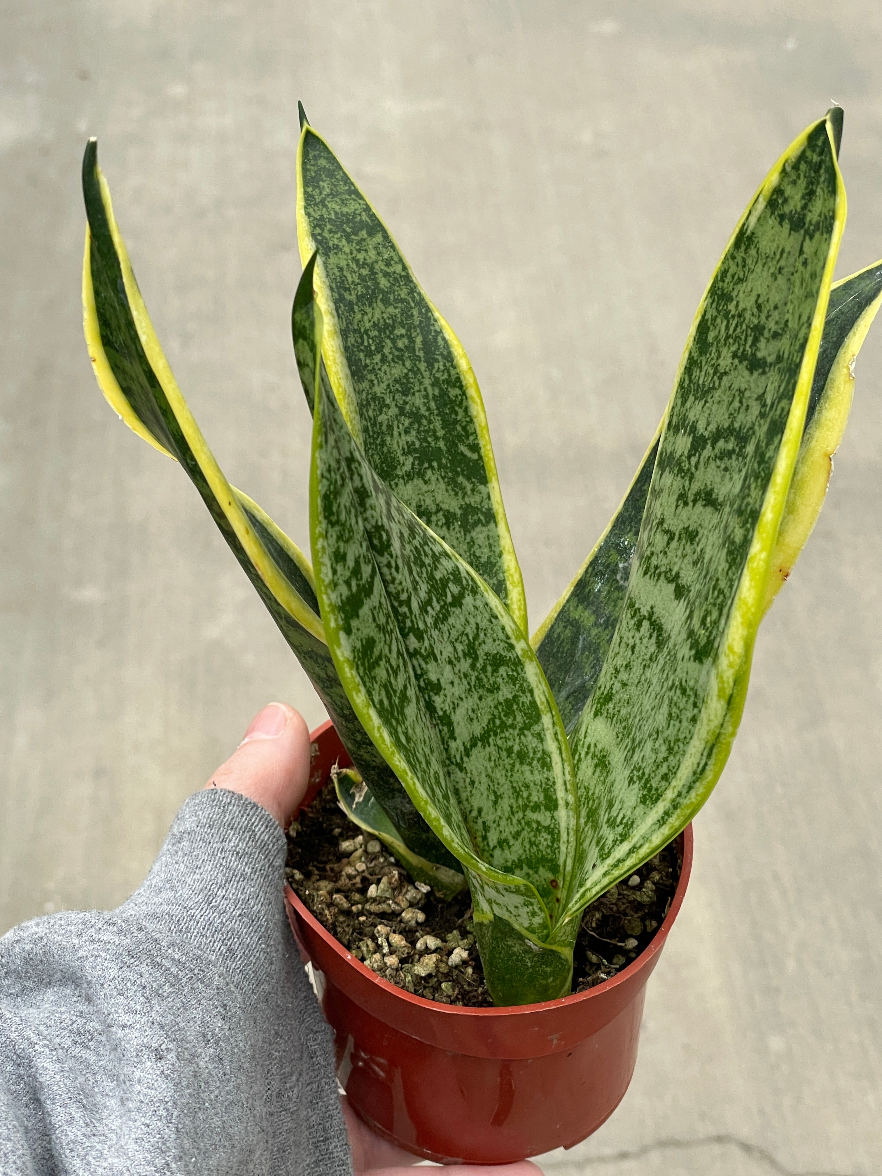 Snake Plant, Futura Superba