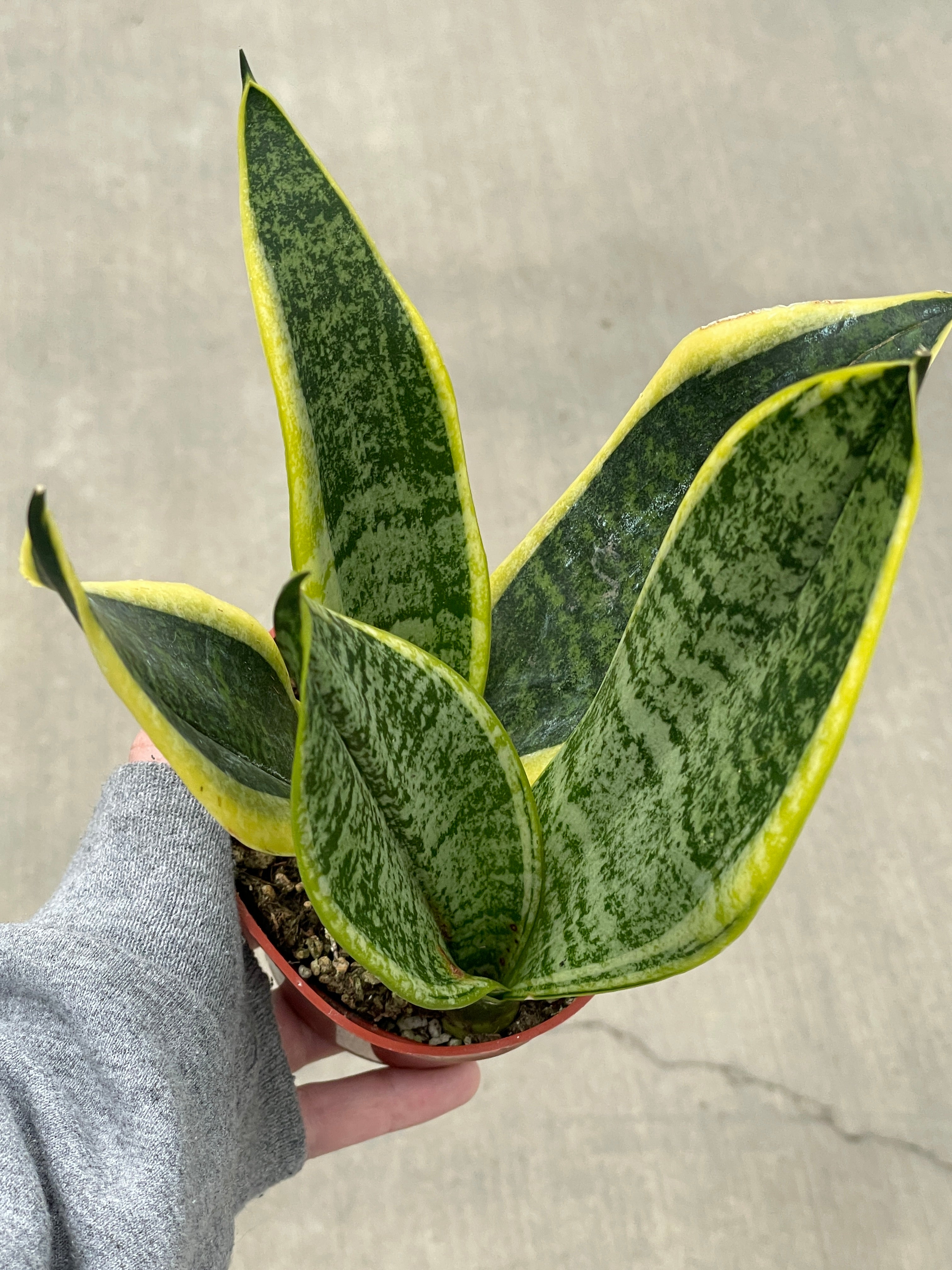 Snake Plant, Futura Superba