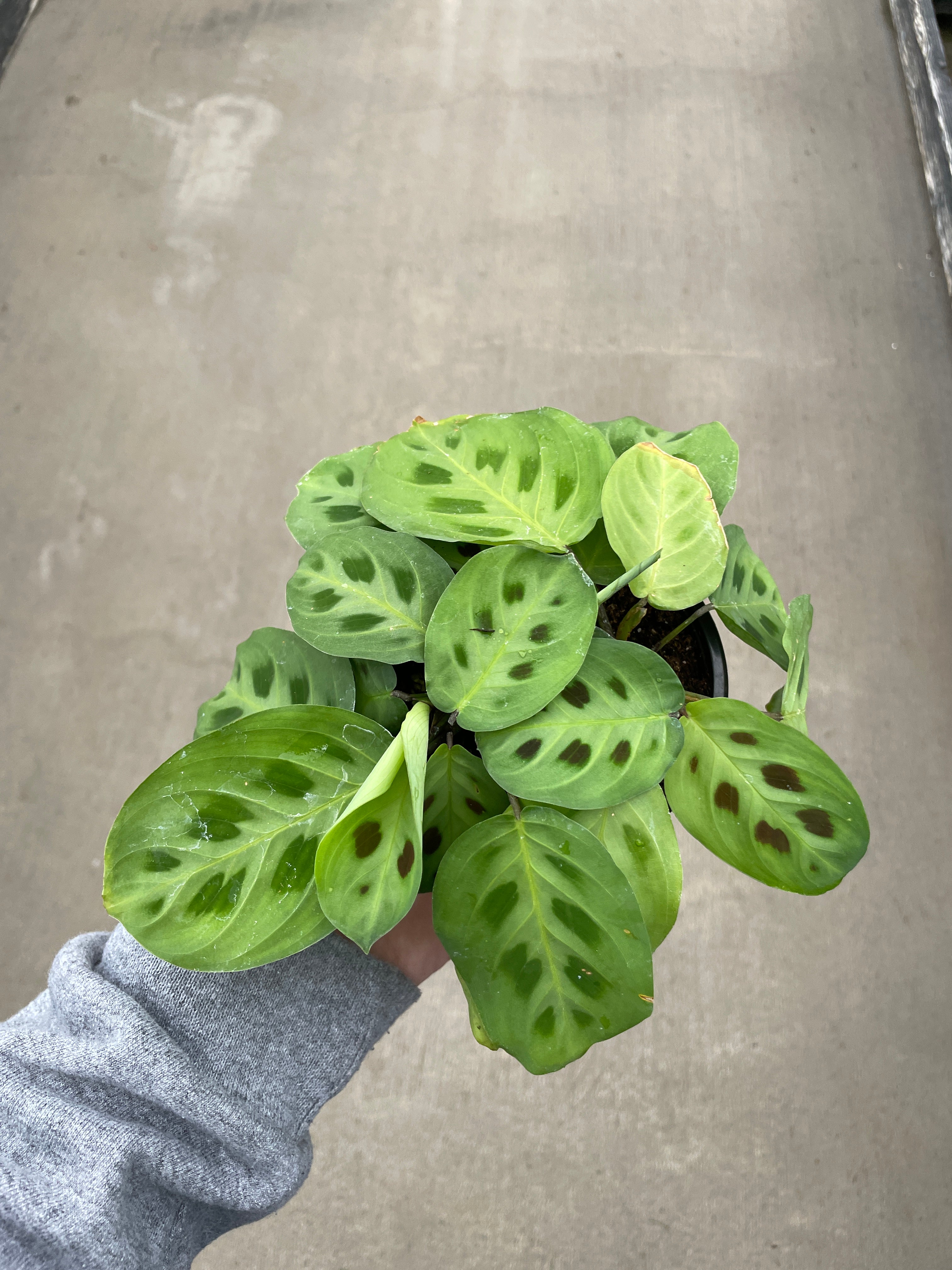 Prayer Plant