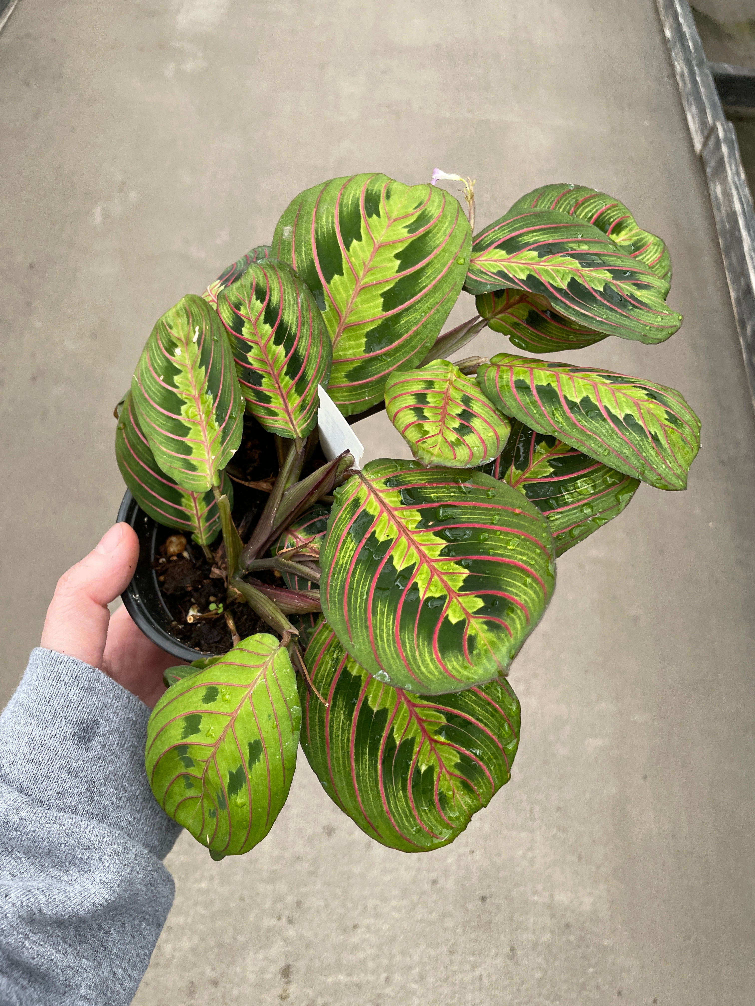 Prayer Plant