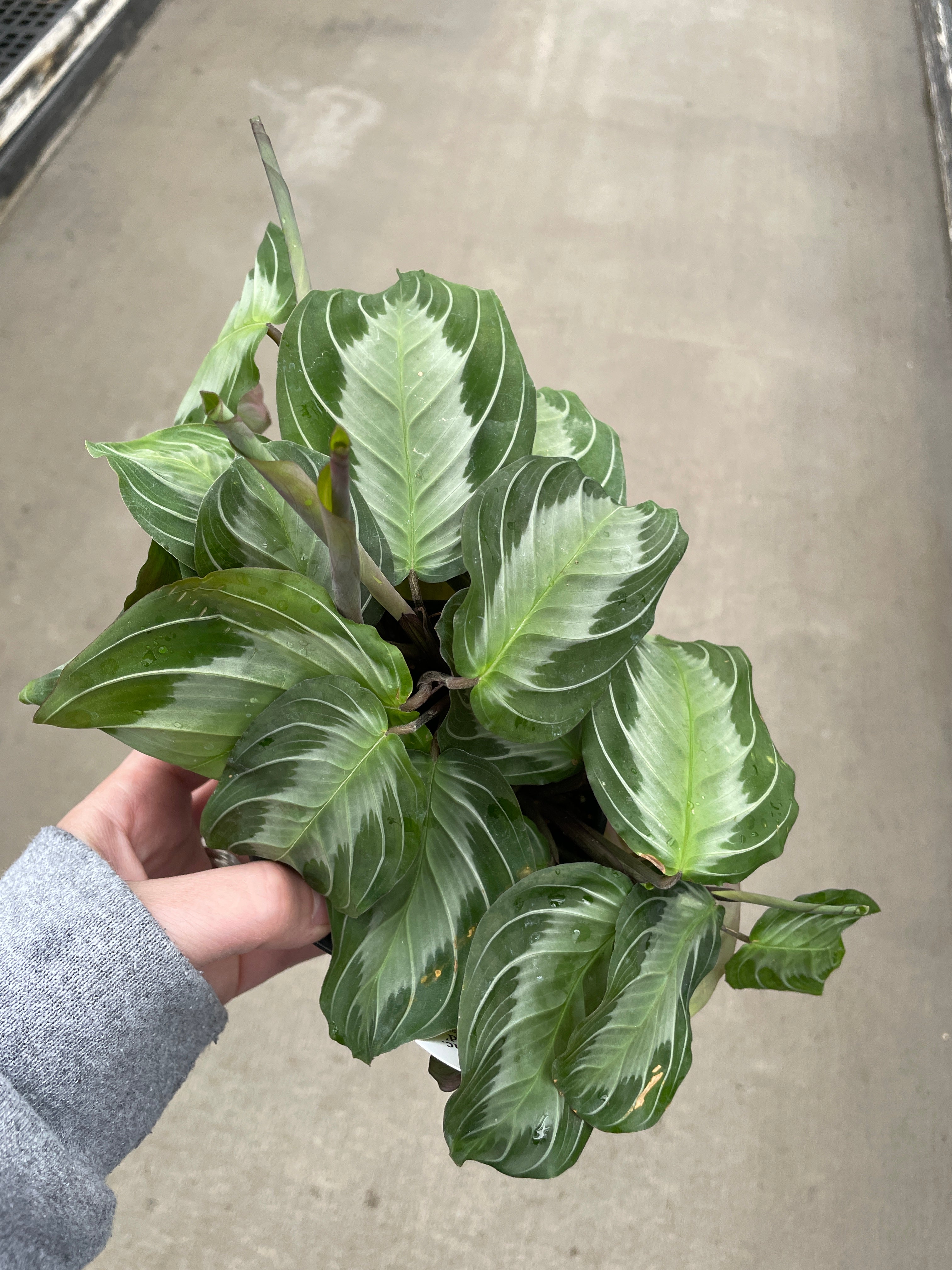 Prayer Plant