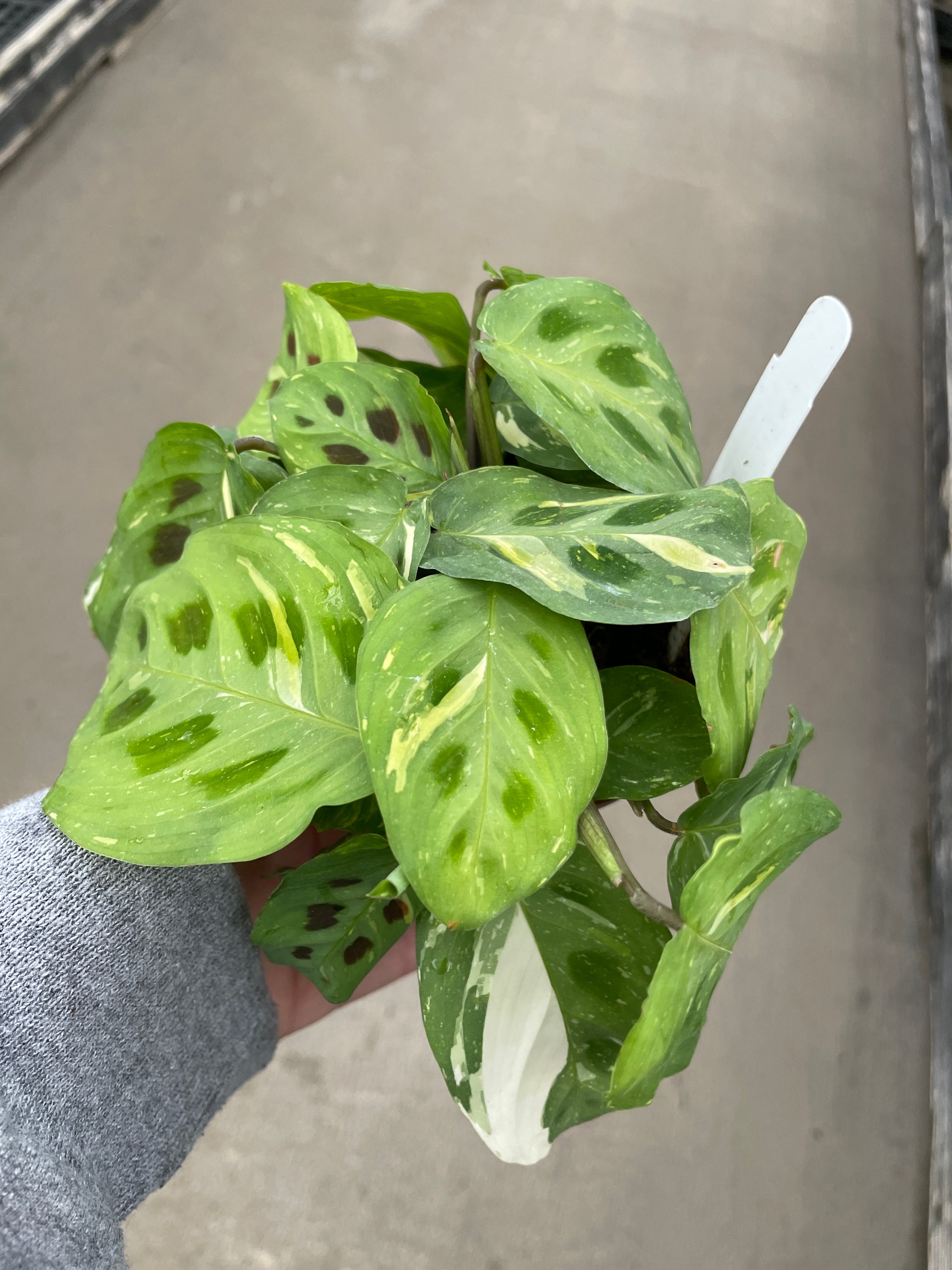 Prayer Plant