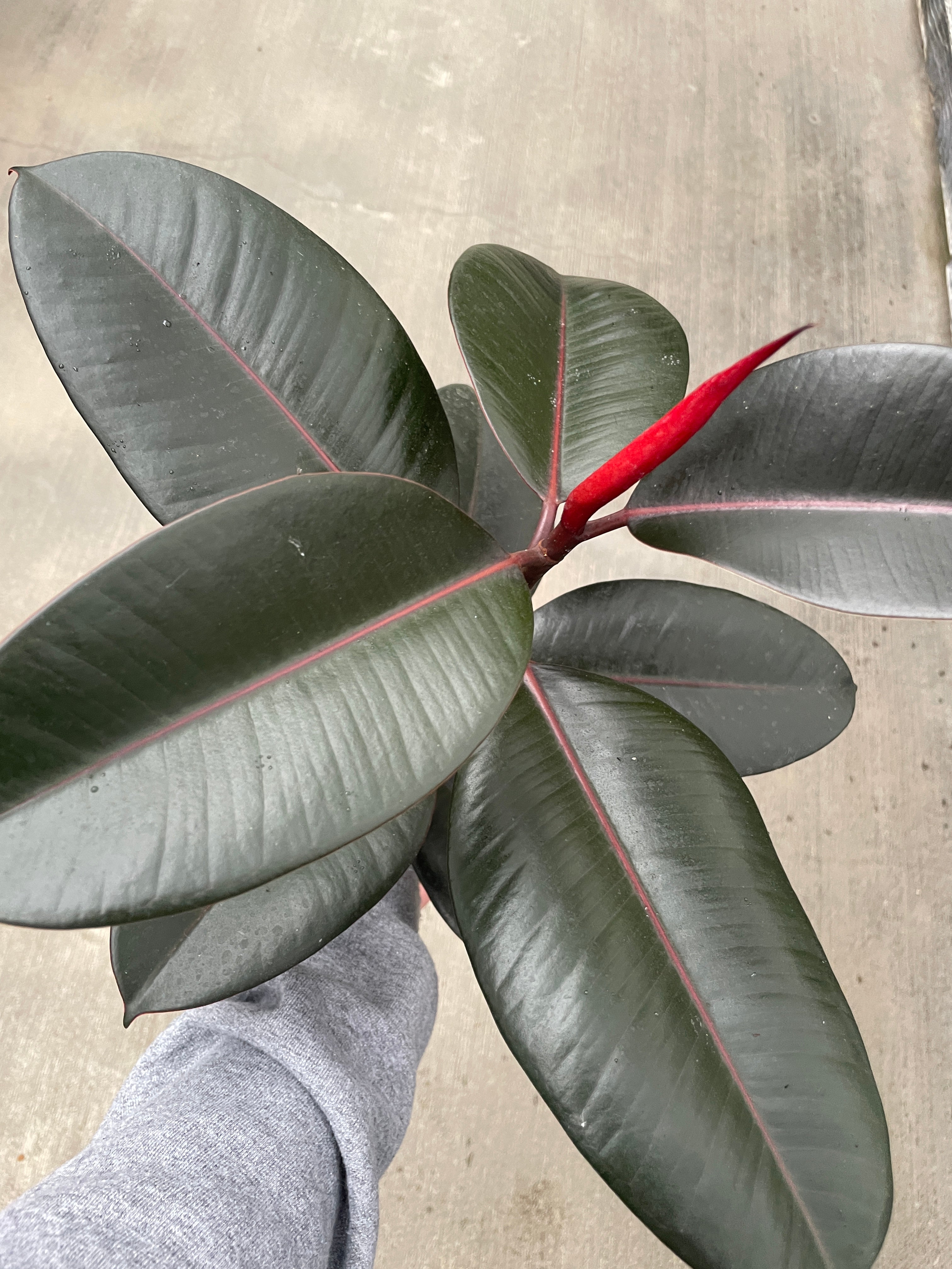 Rubber Tree, Burgundy