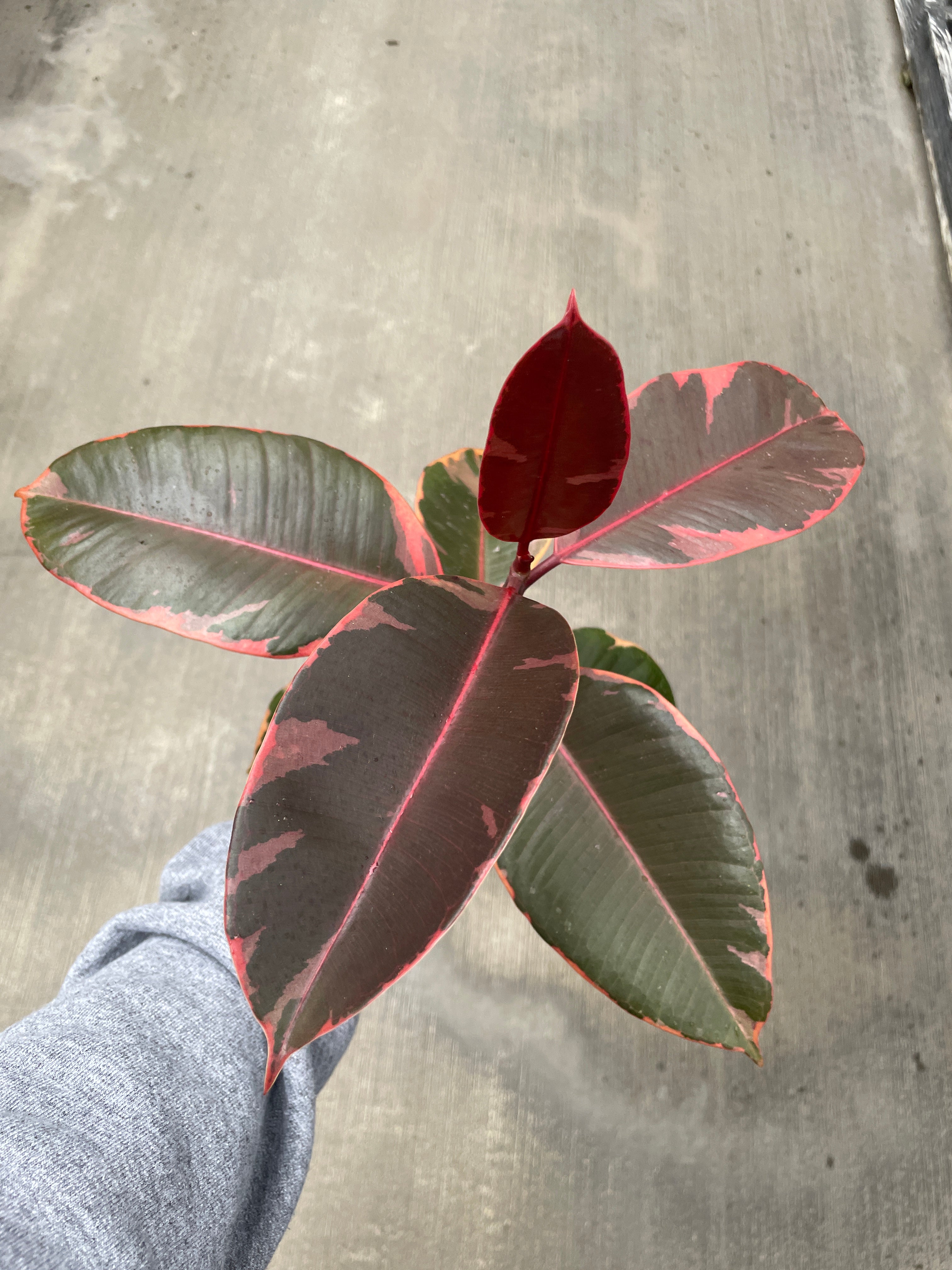 Rubber Tree, Ruby