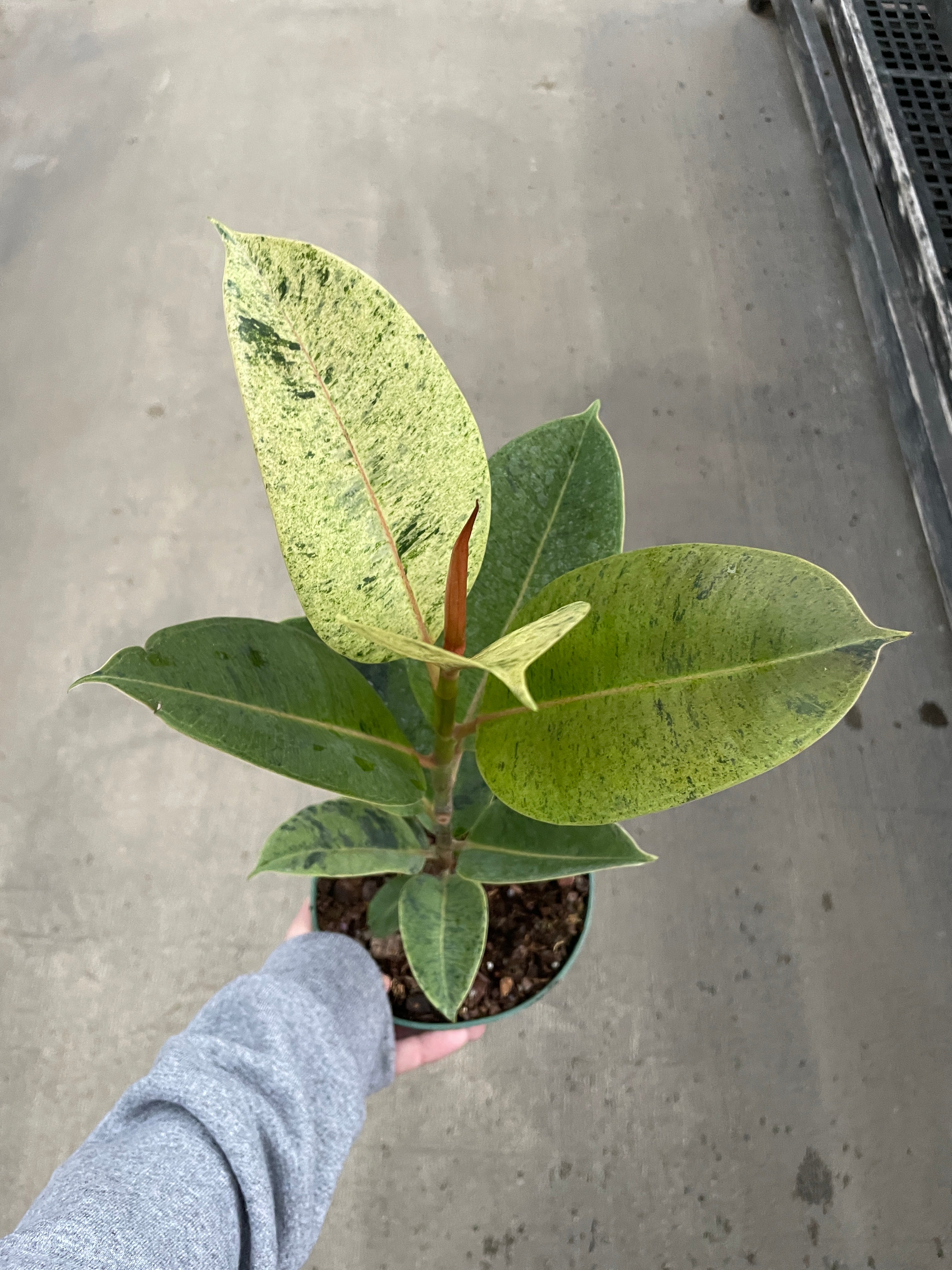 Rubber Tree, Shivereana