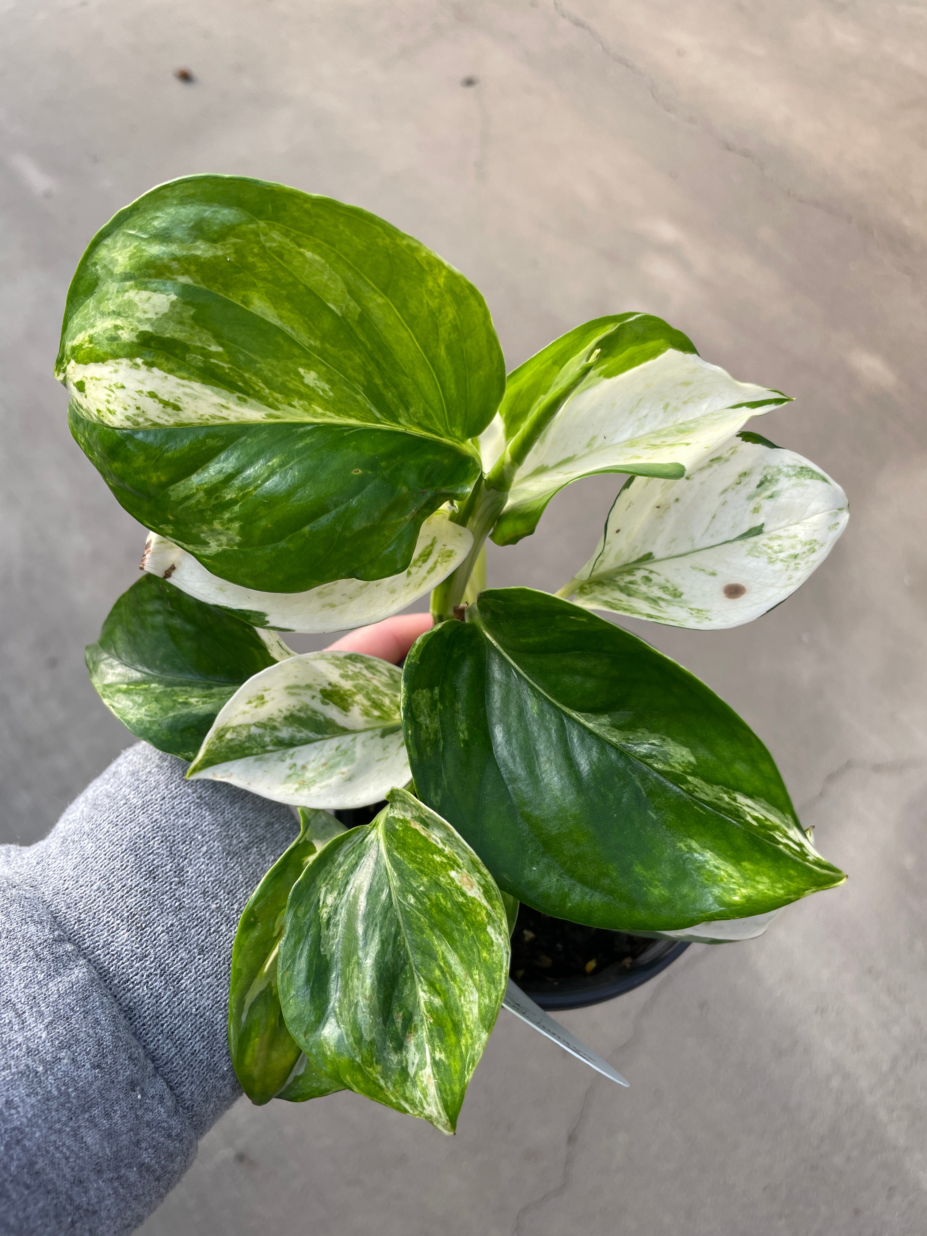 Pothos, Manjula