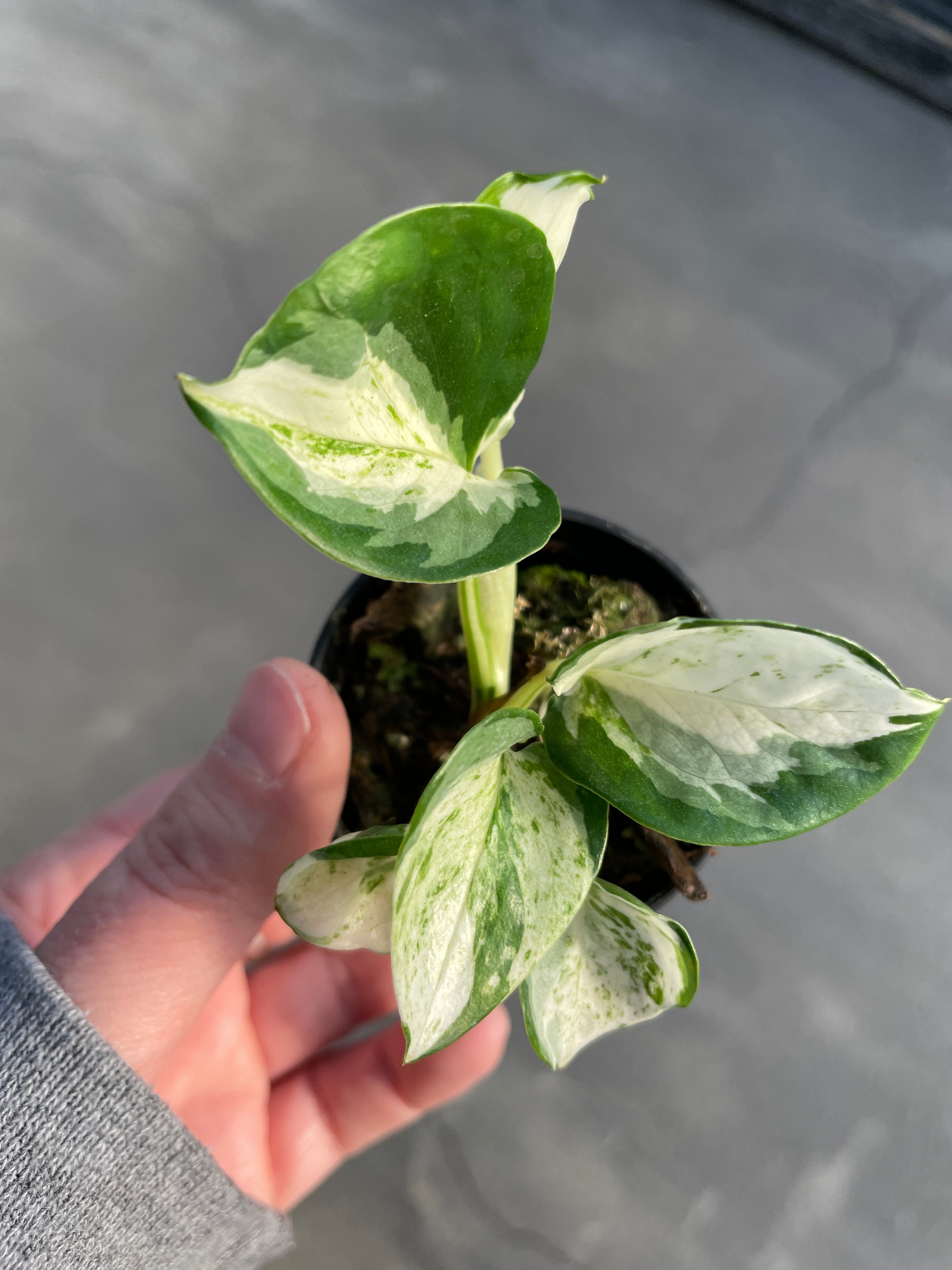 Pothos, Manjula