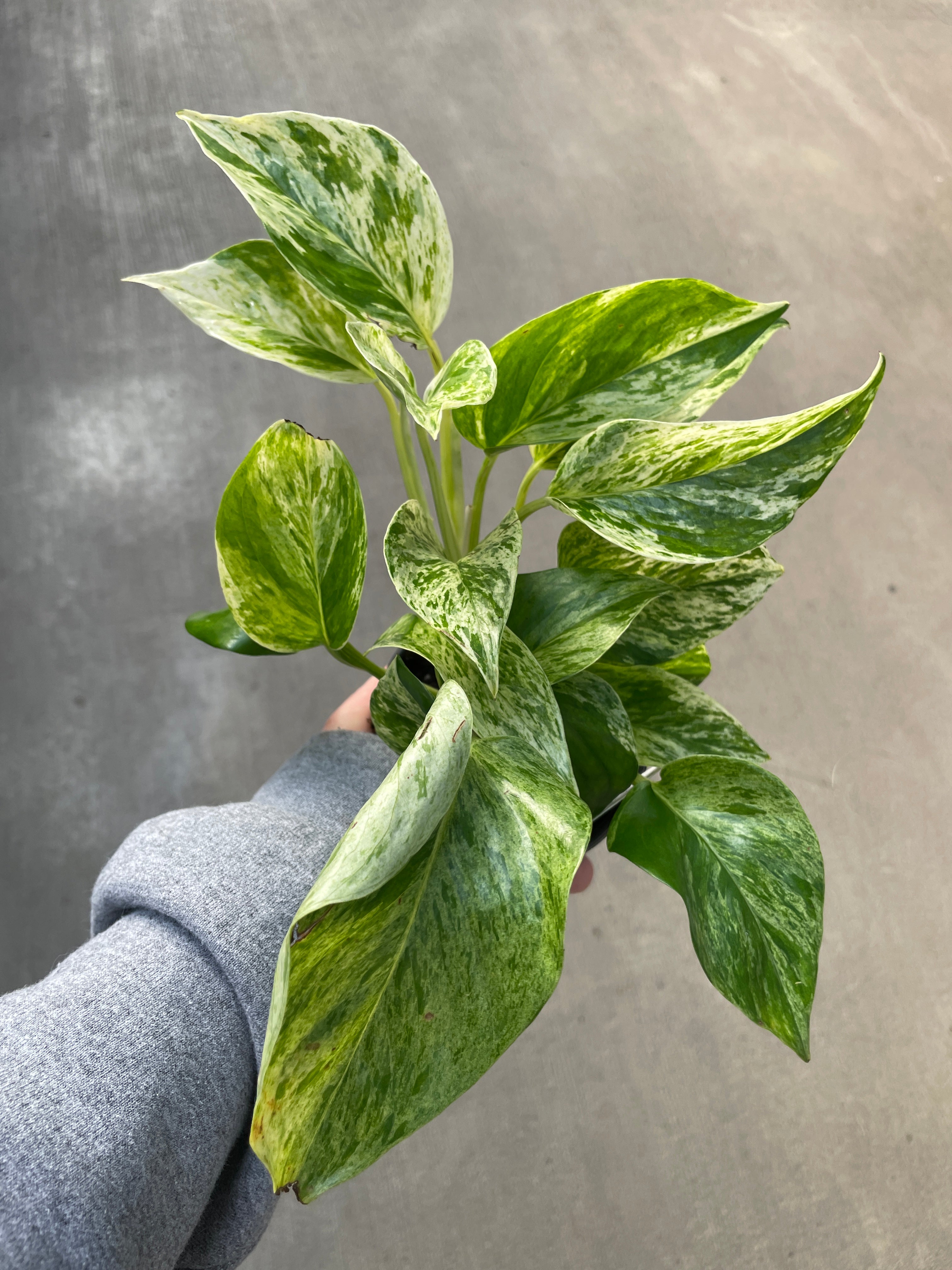 Pothos, Marble Queen