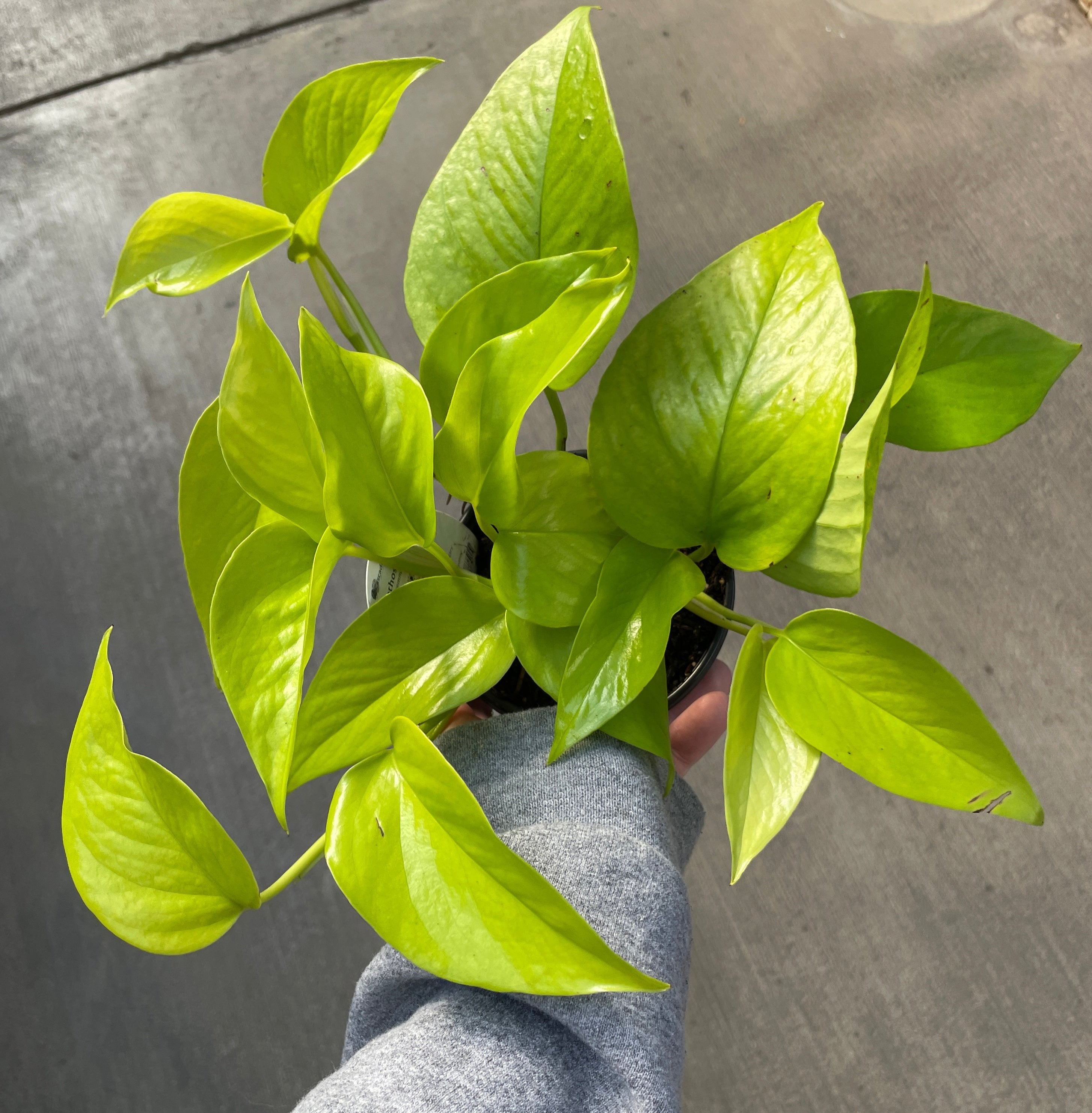 Pothos, Neon