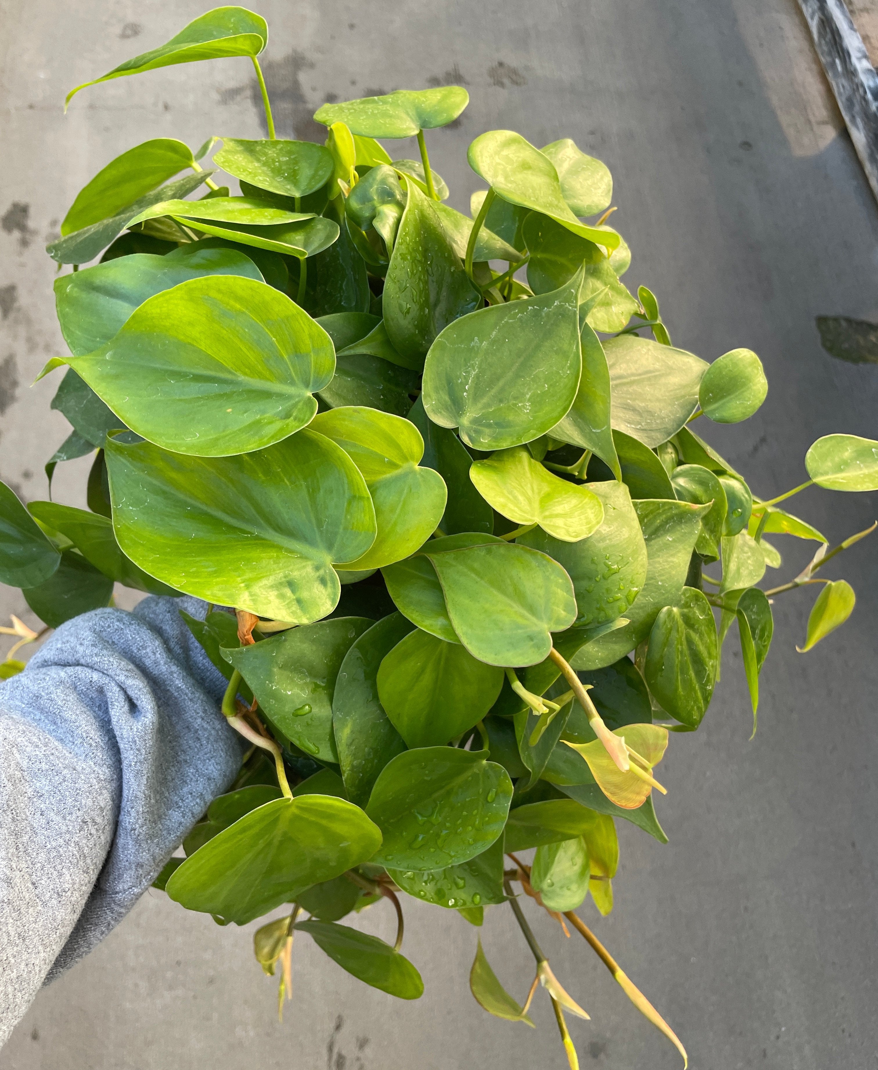 Philodendron, Heartleaf