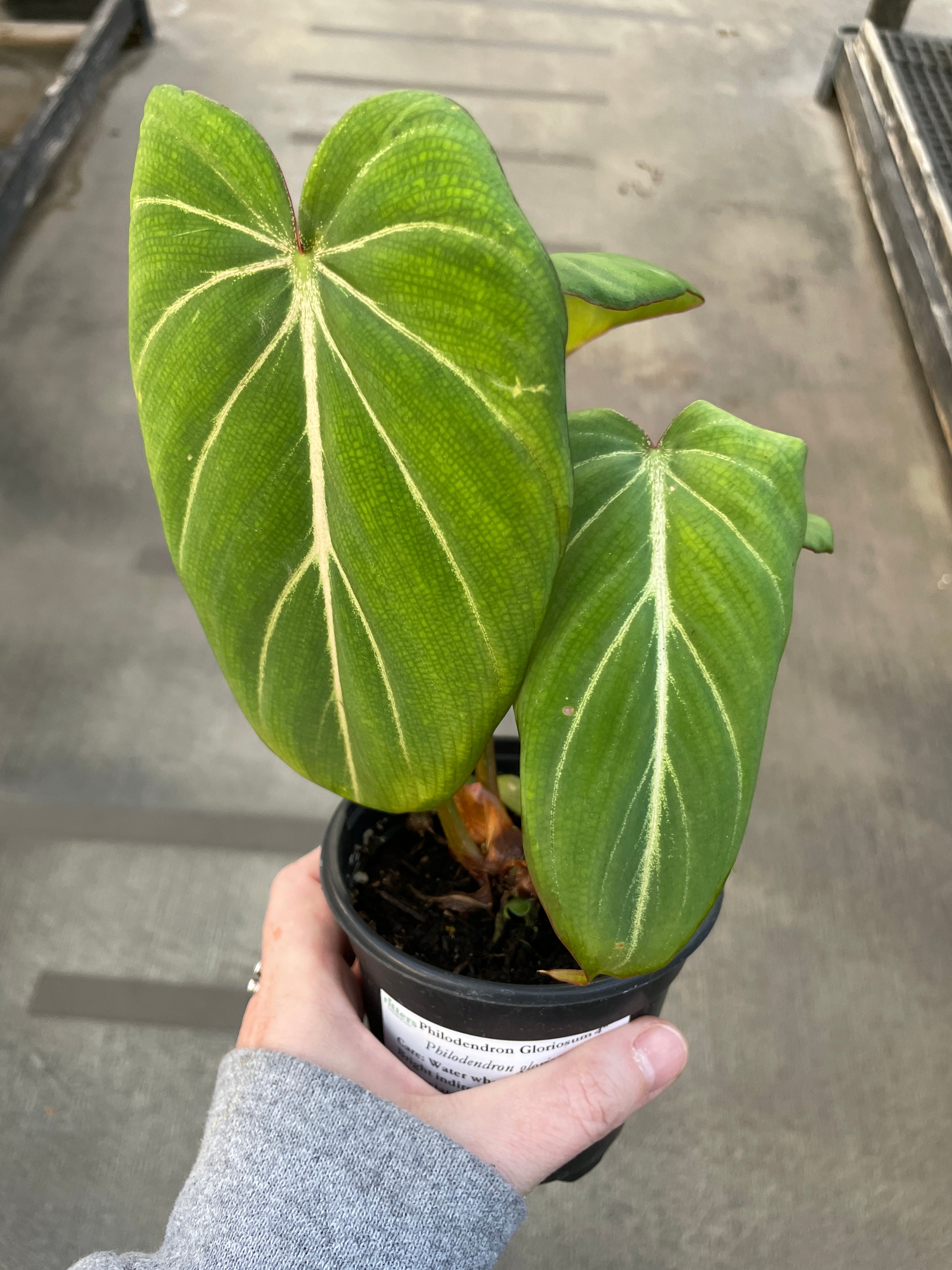 Philodendron, Gloriosum