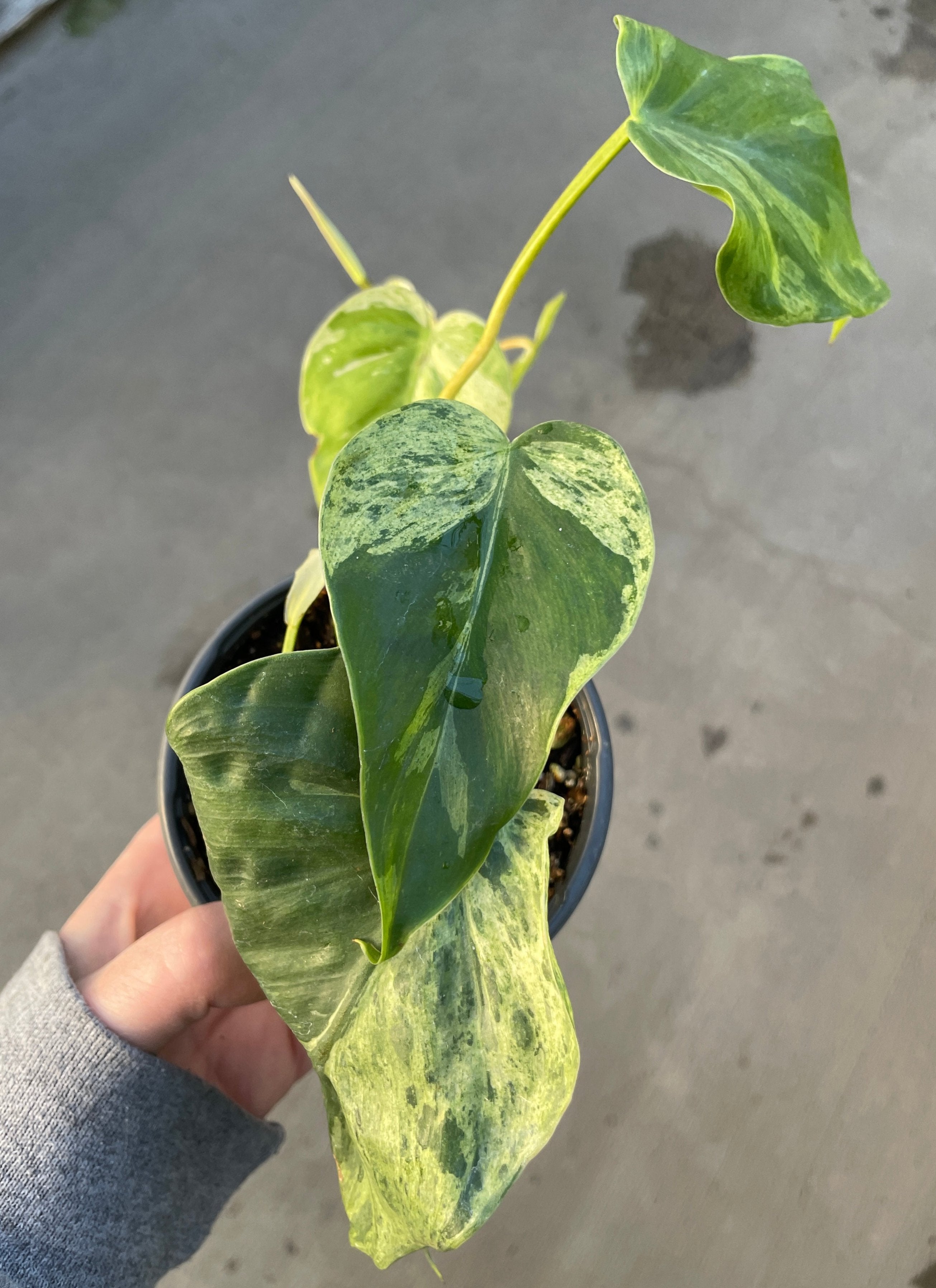 Philodendron, Heartleaf Variegated