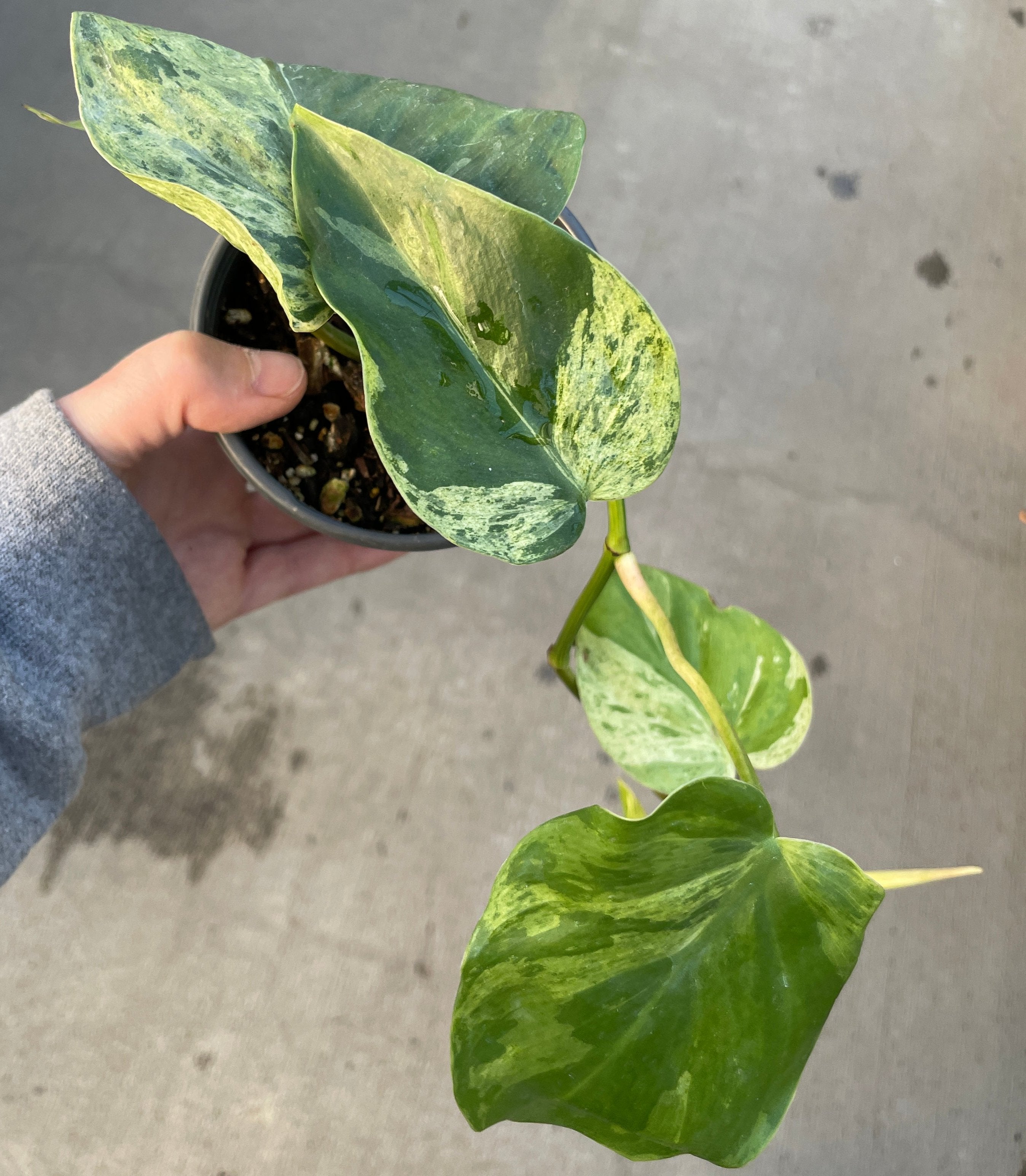 Philodendron, Heartleaf Variegated