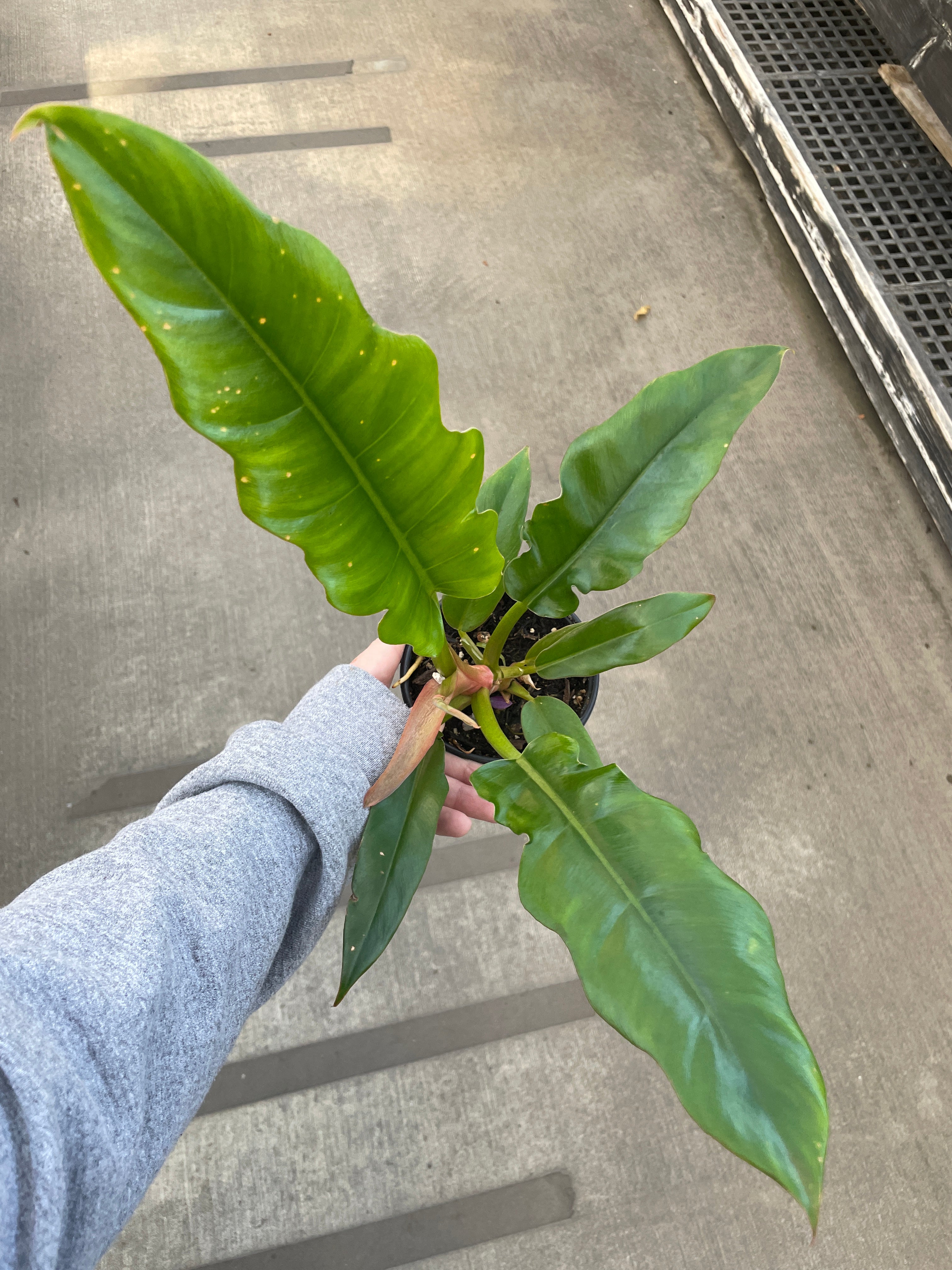 Philodendron, Jungle Boogie