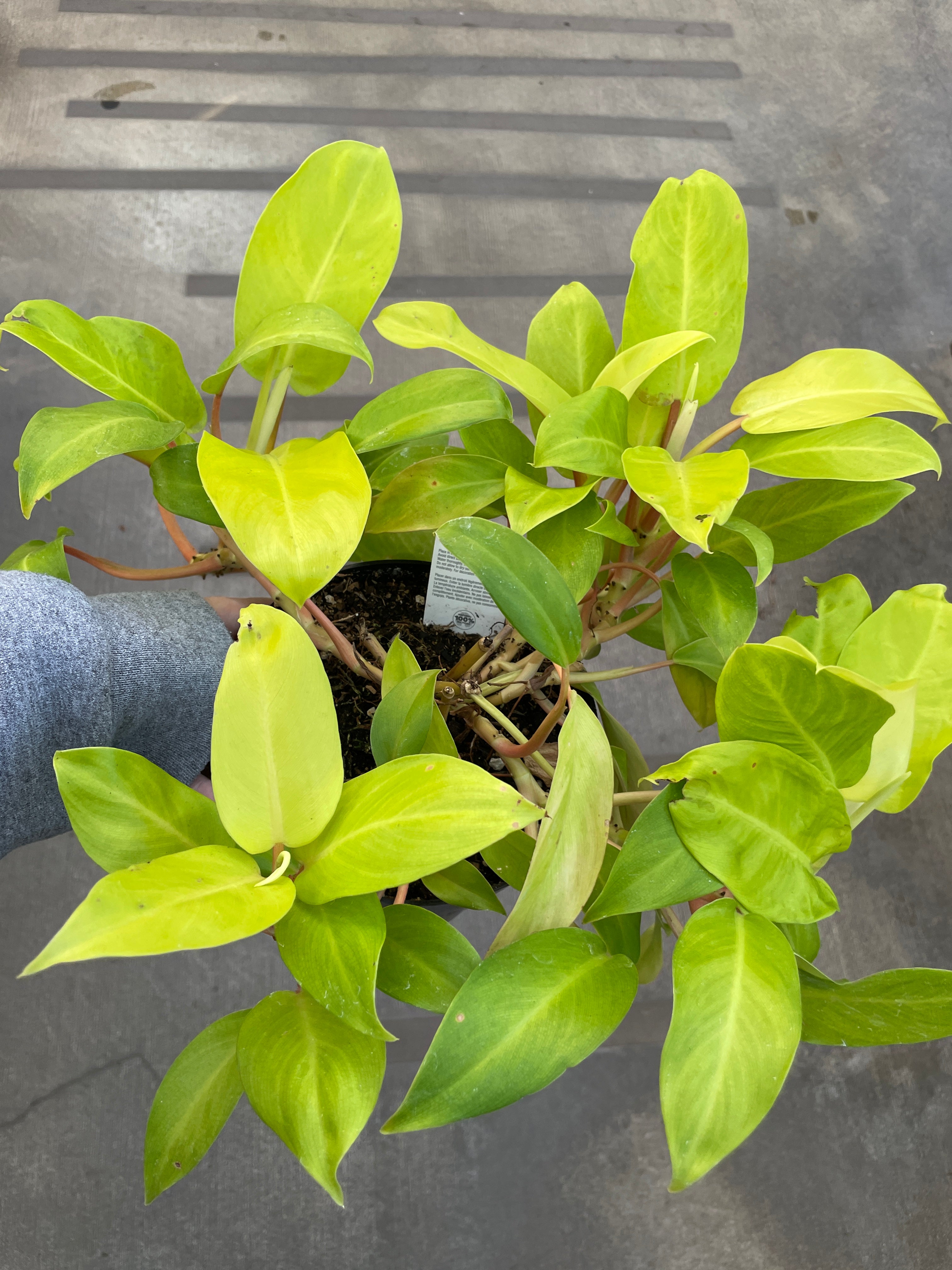 Philodendron, Lemon Lime