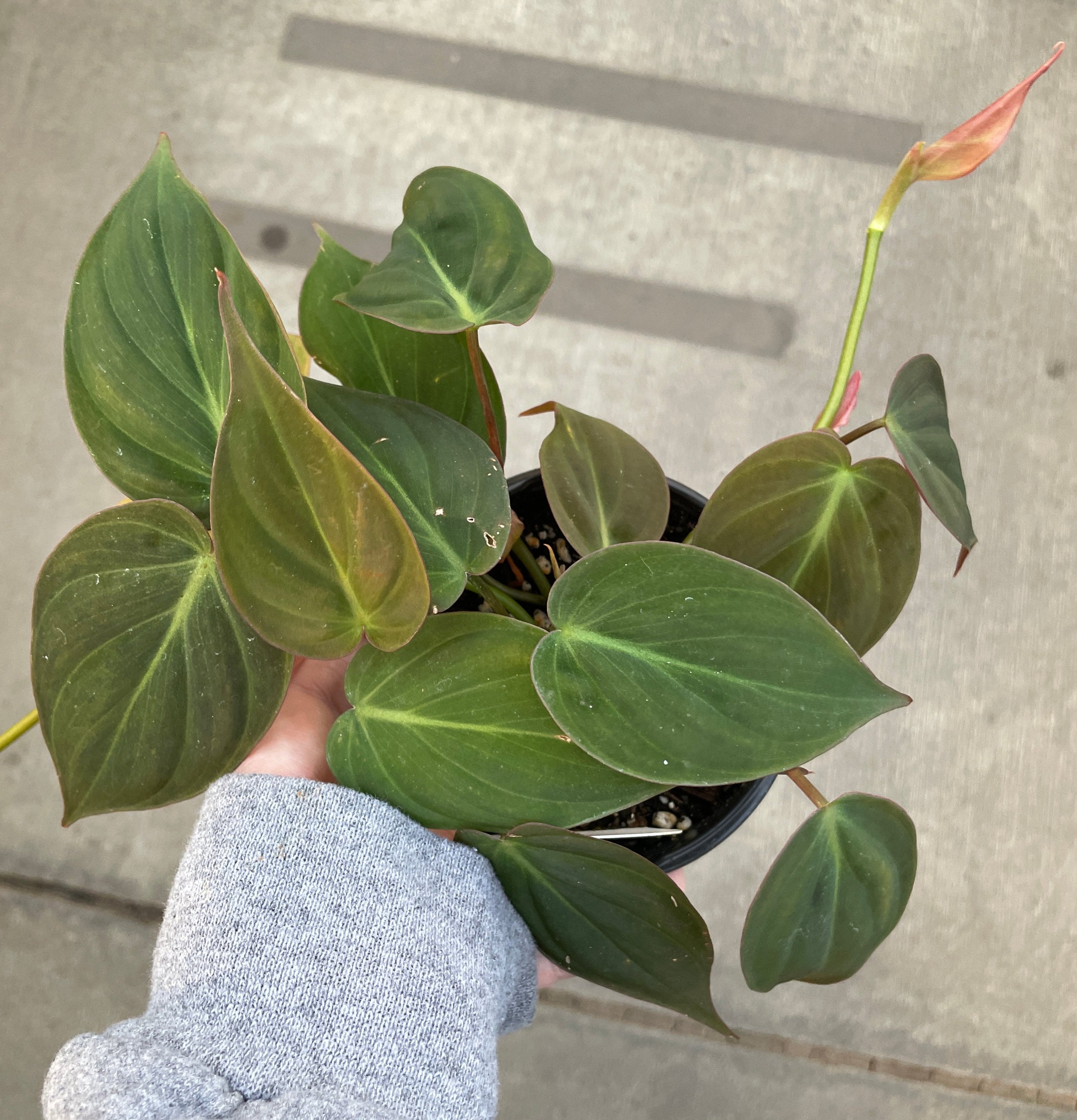 Philodendron, Mican