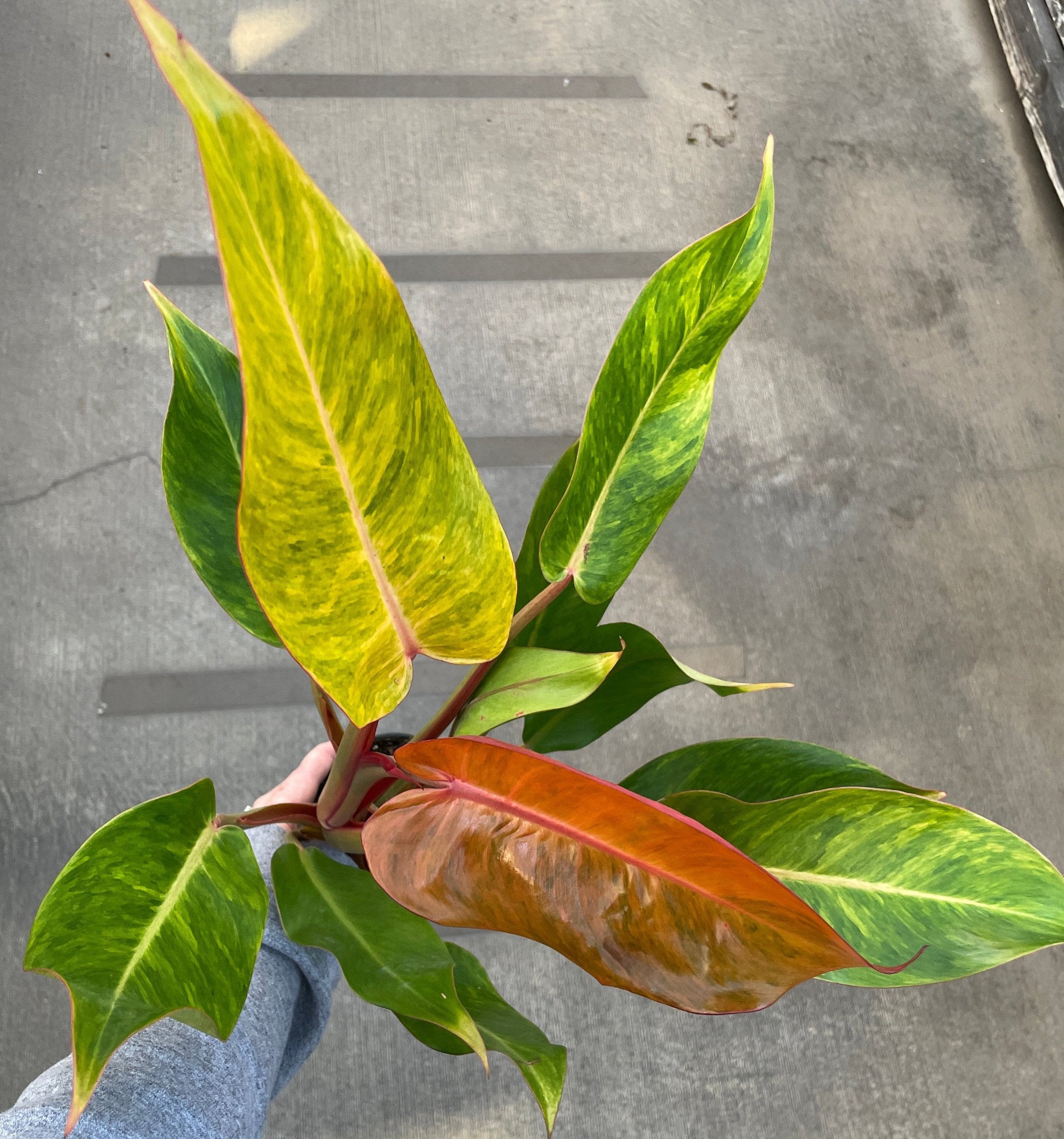 Philodendron, Prince of Orange