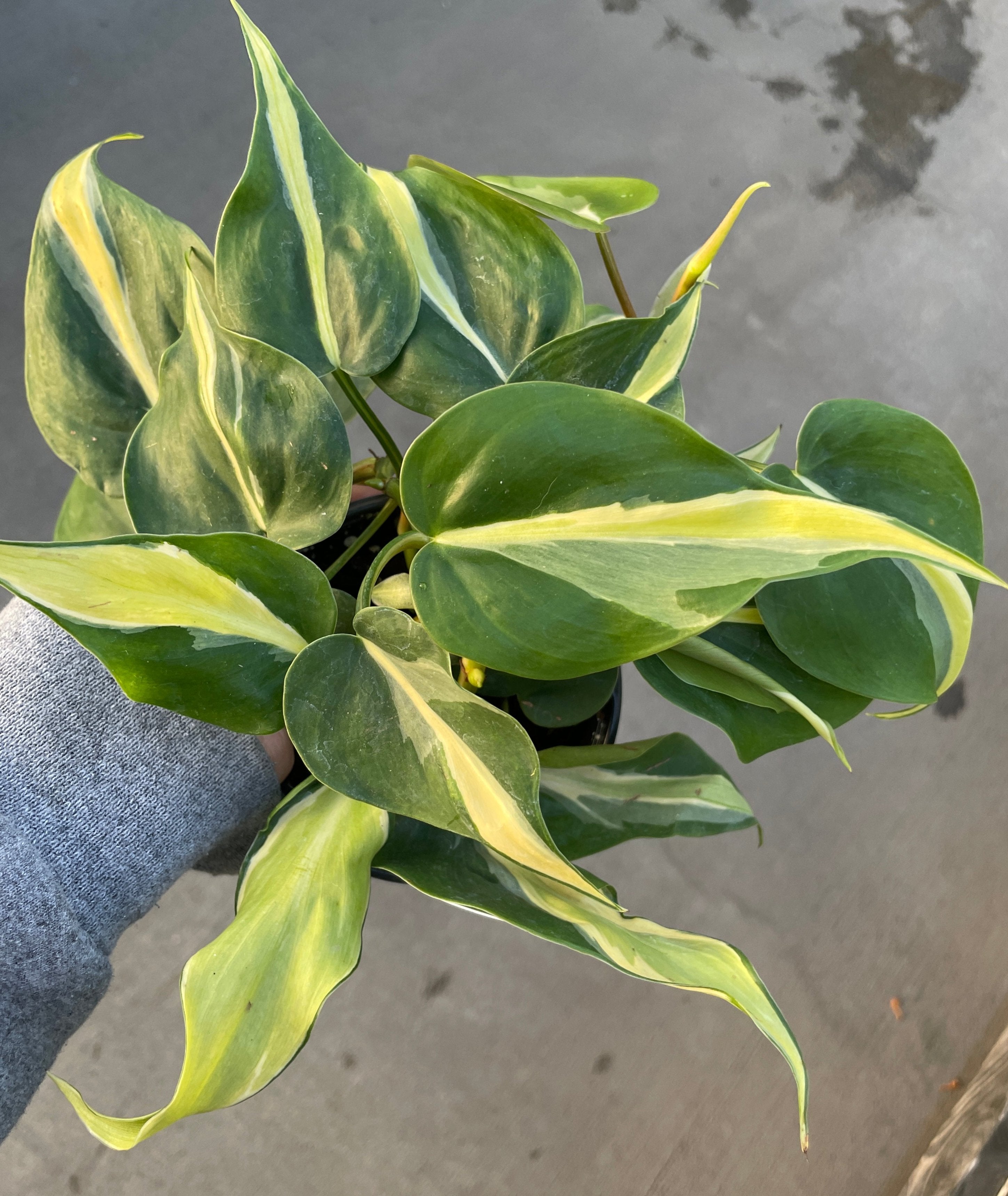 Philodendron, Silver Stripe