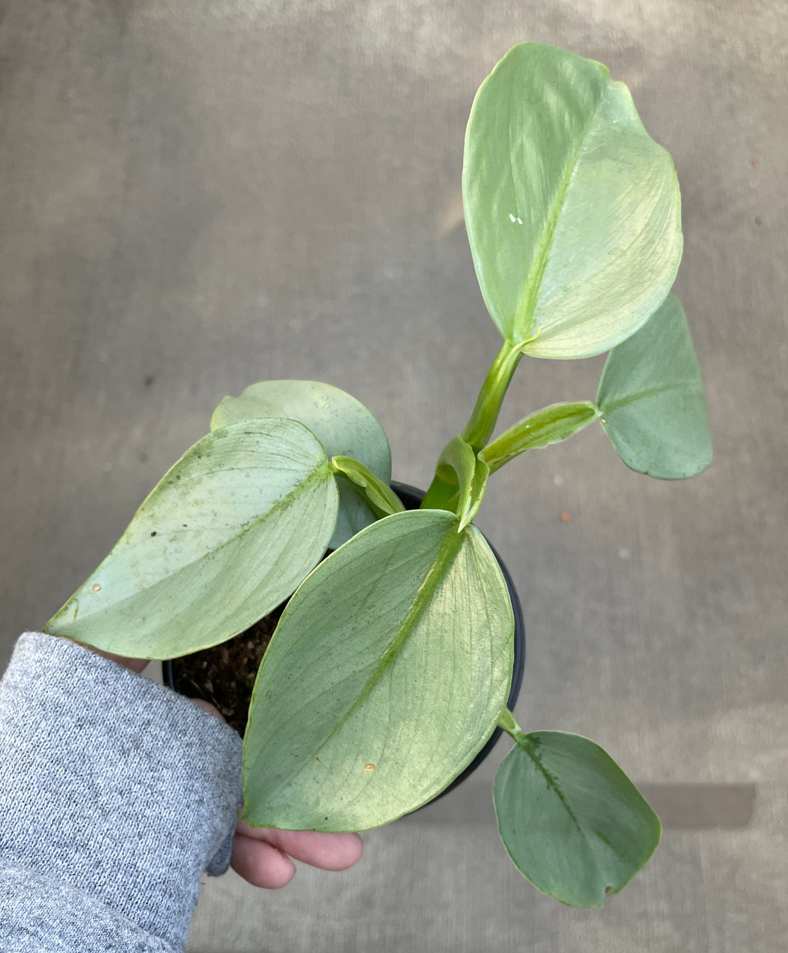 Philodendron, Silver Sword