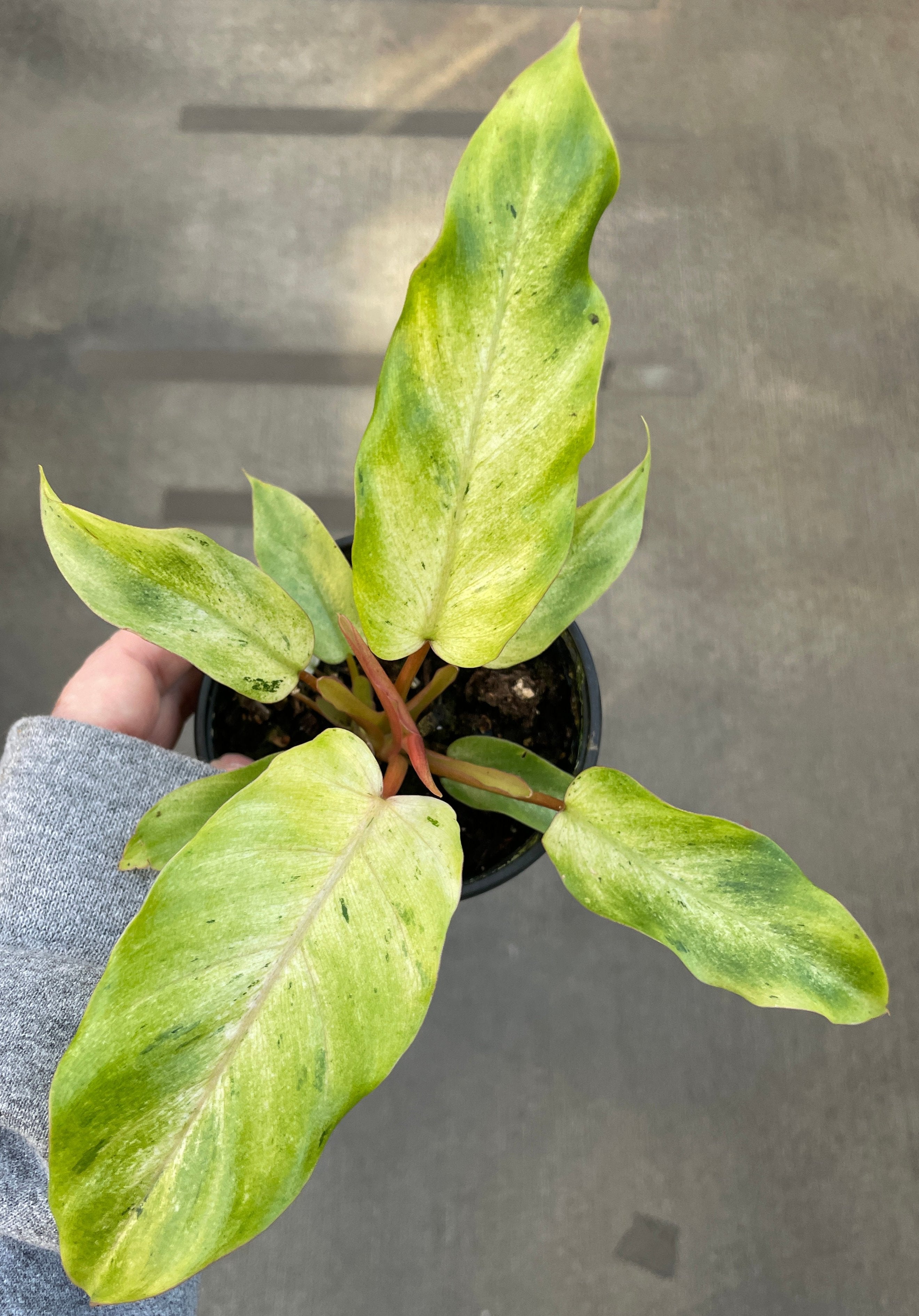 Philodendron, Snowdrift