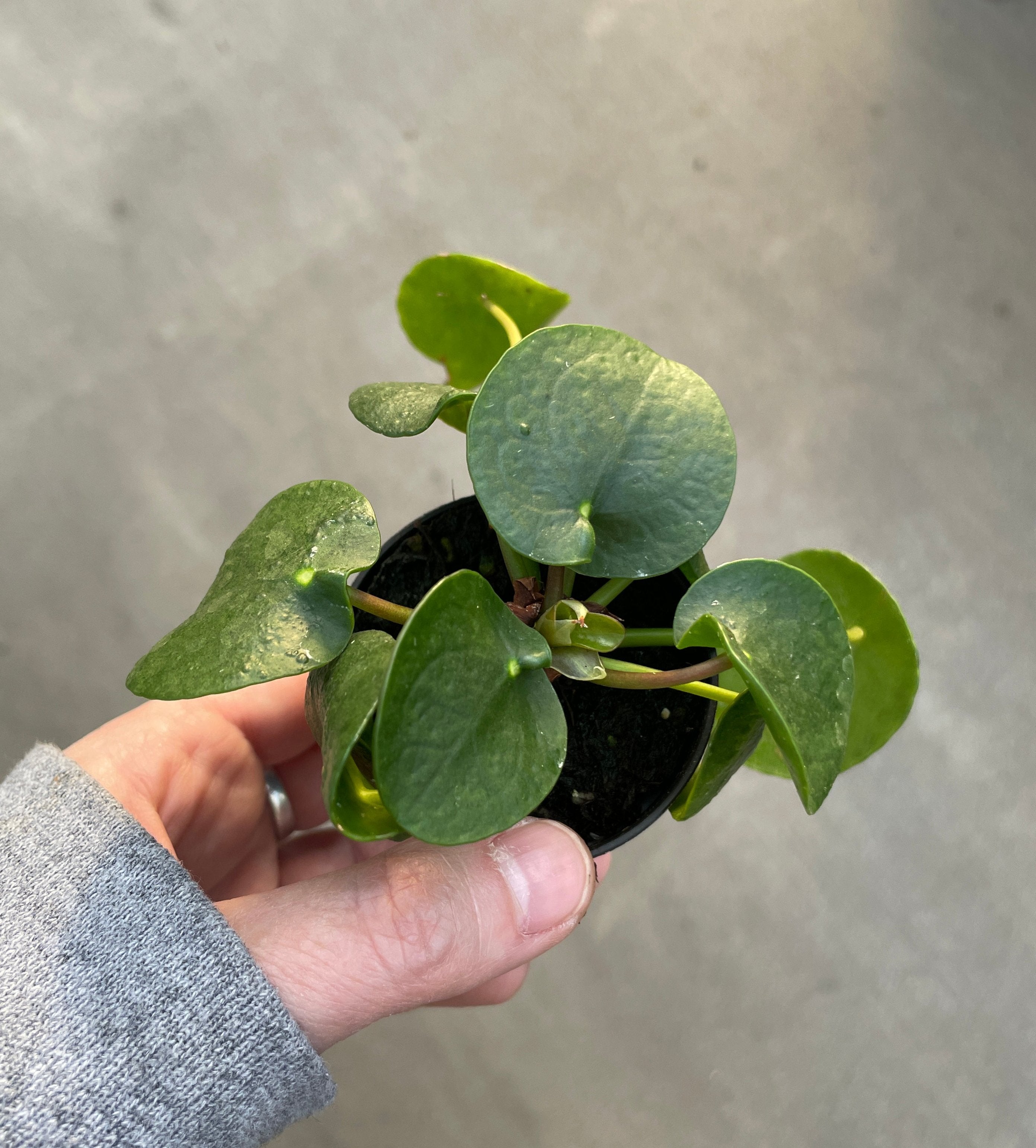 Pilea "Chinese Money Plant"