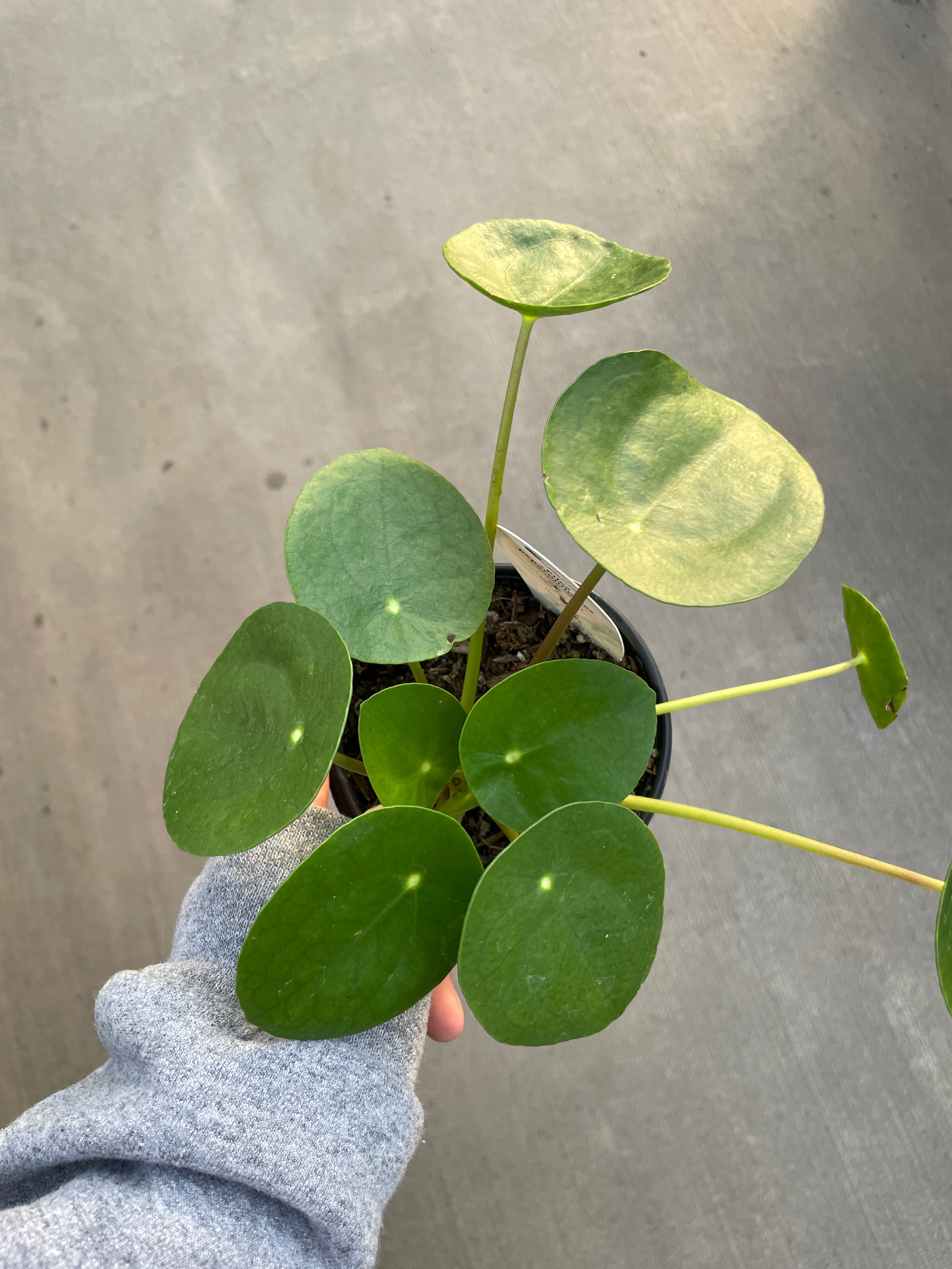 Pilea "Chinese Money Plant"