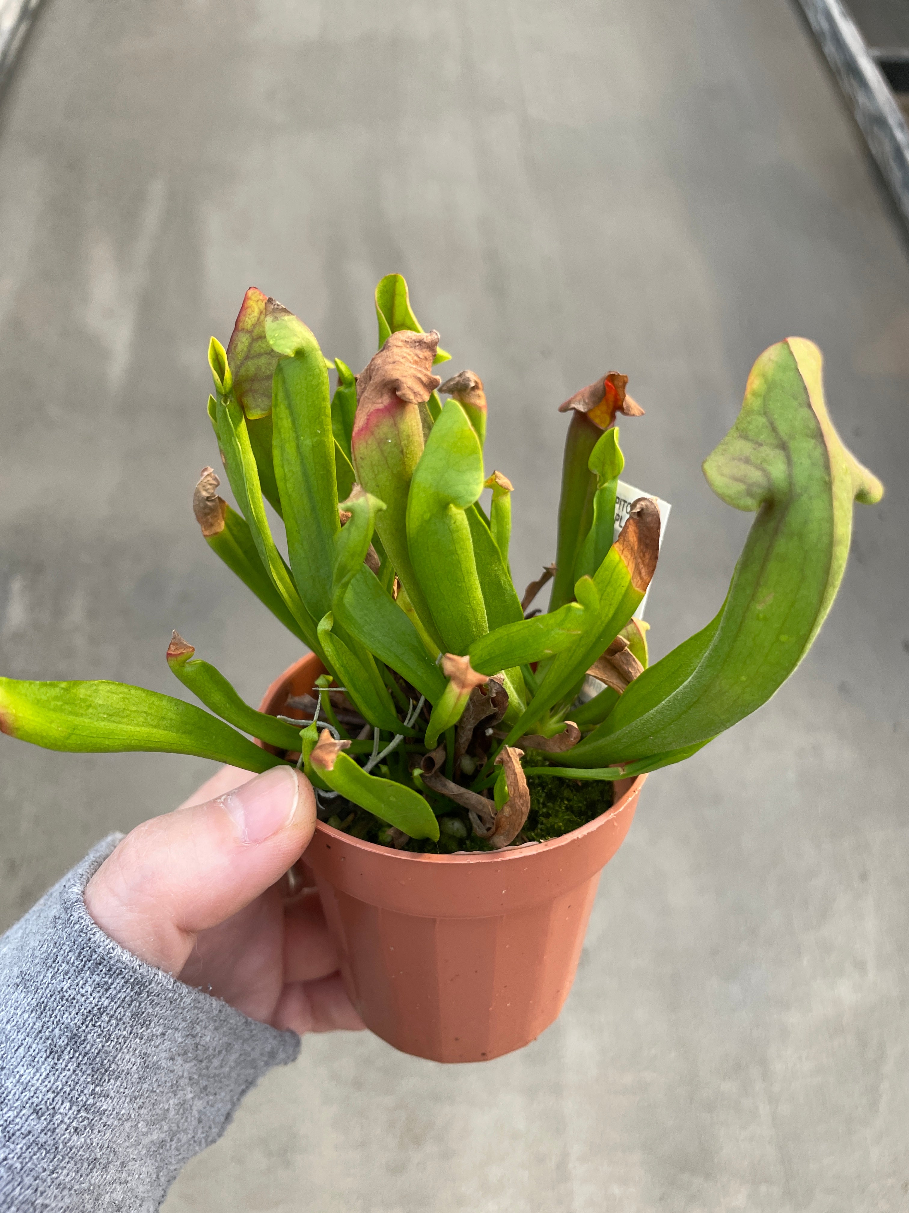 Pitcher Plant