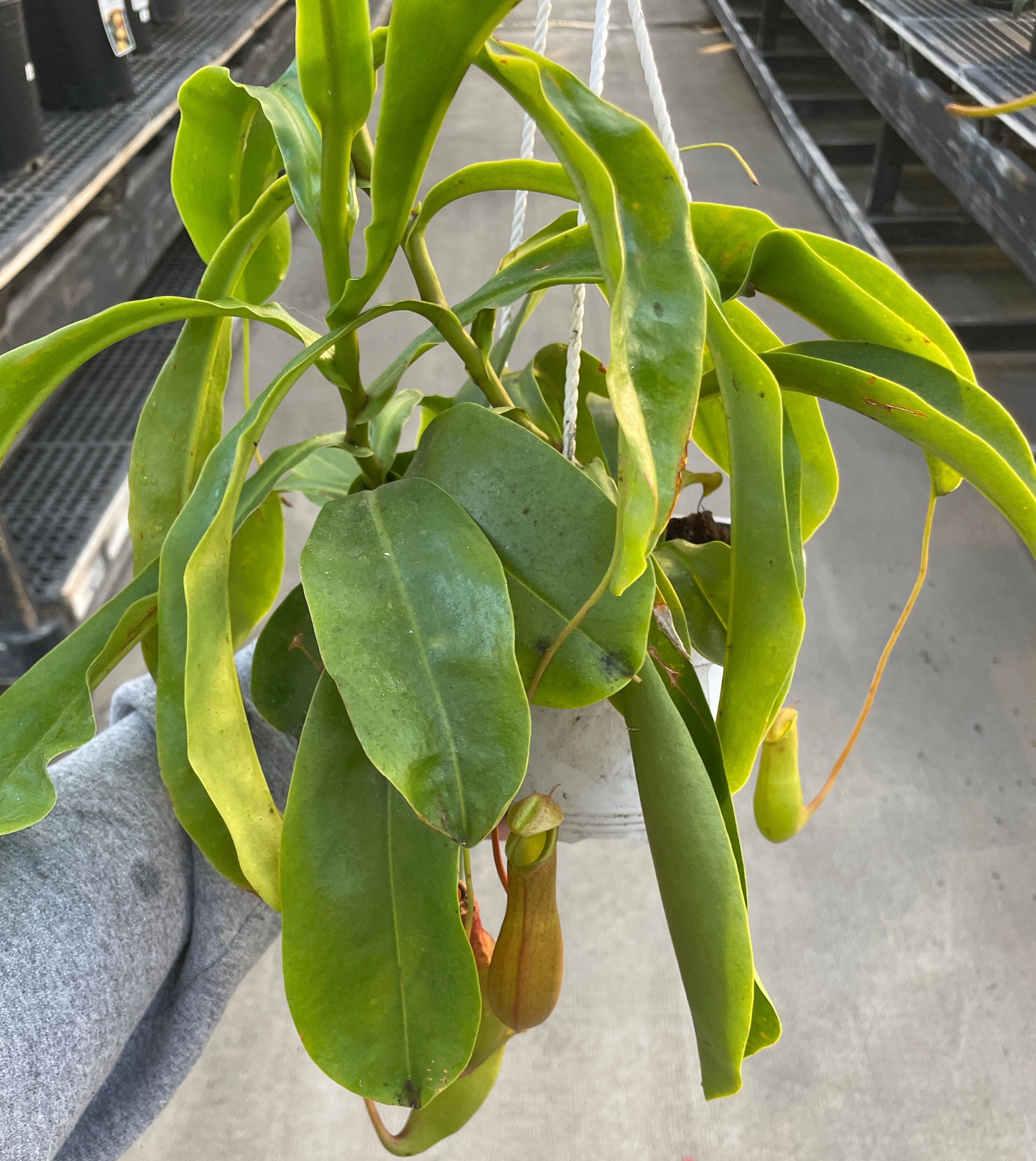 Pitcher Plant