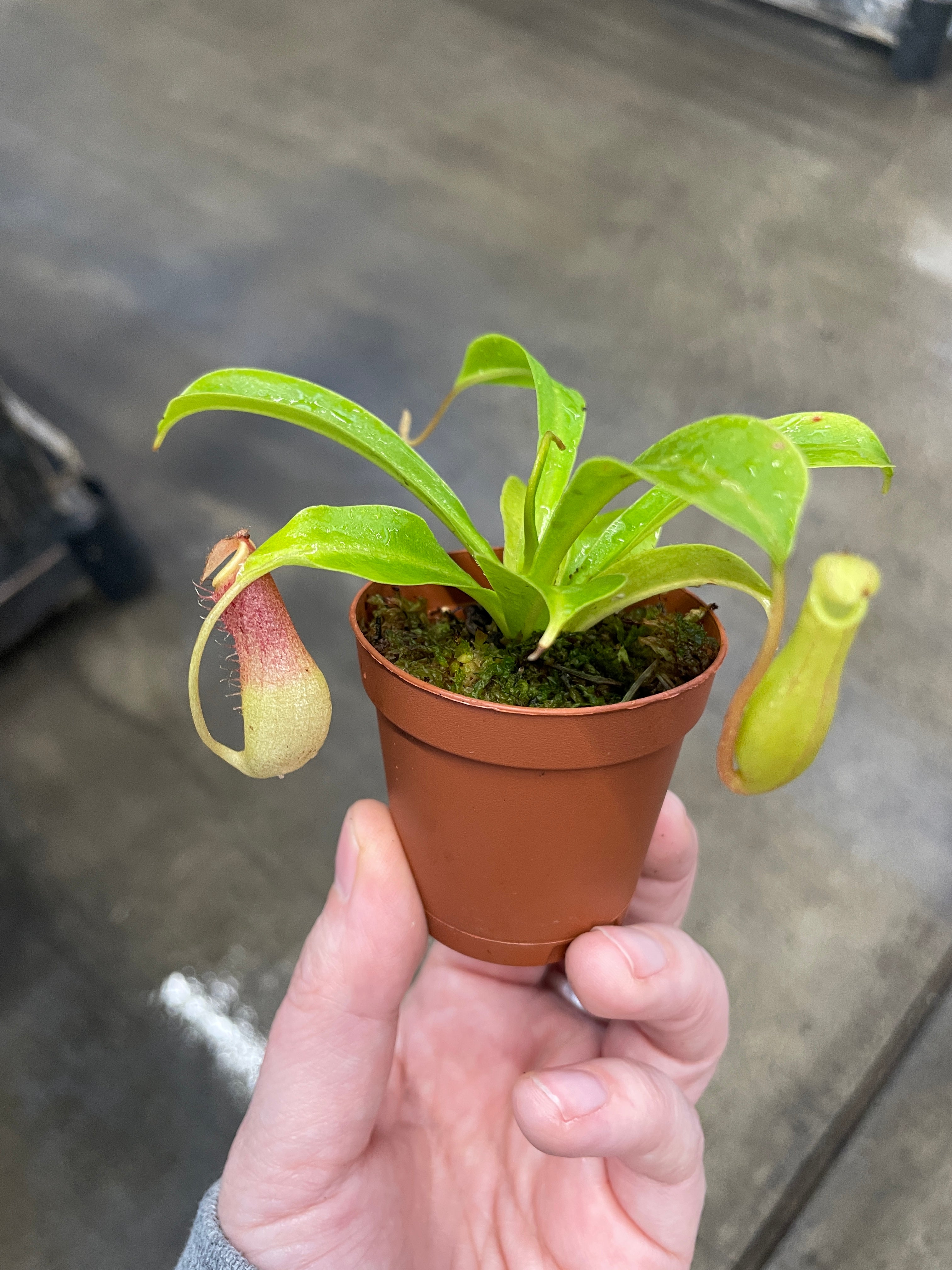 Pitcher Plant