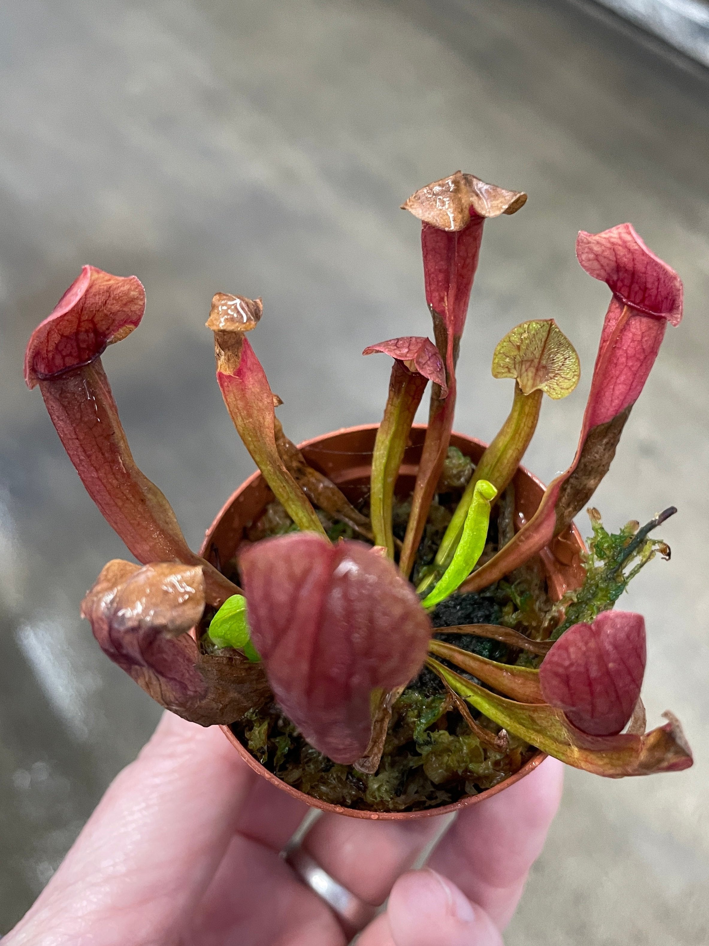 Pitcher Plant