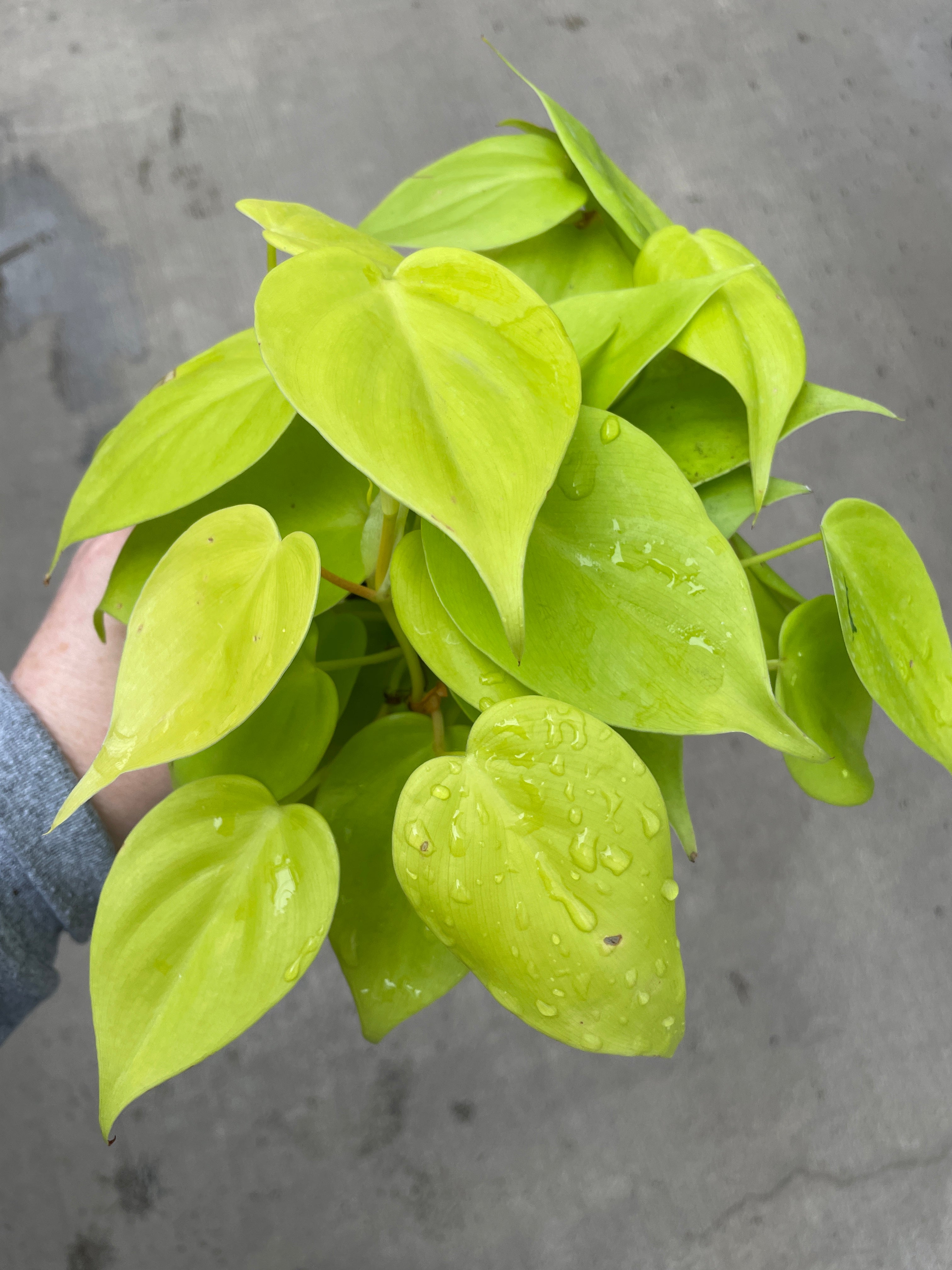 Philodendron, Aureum