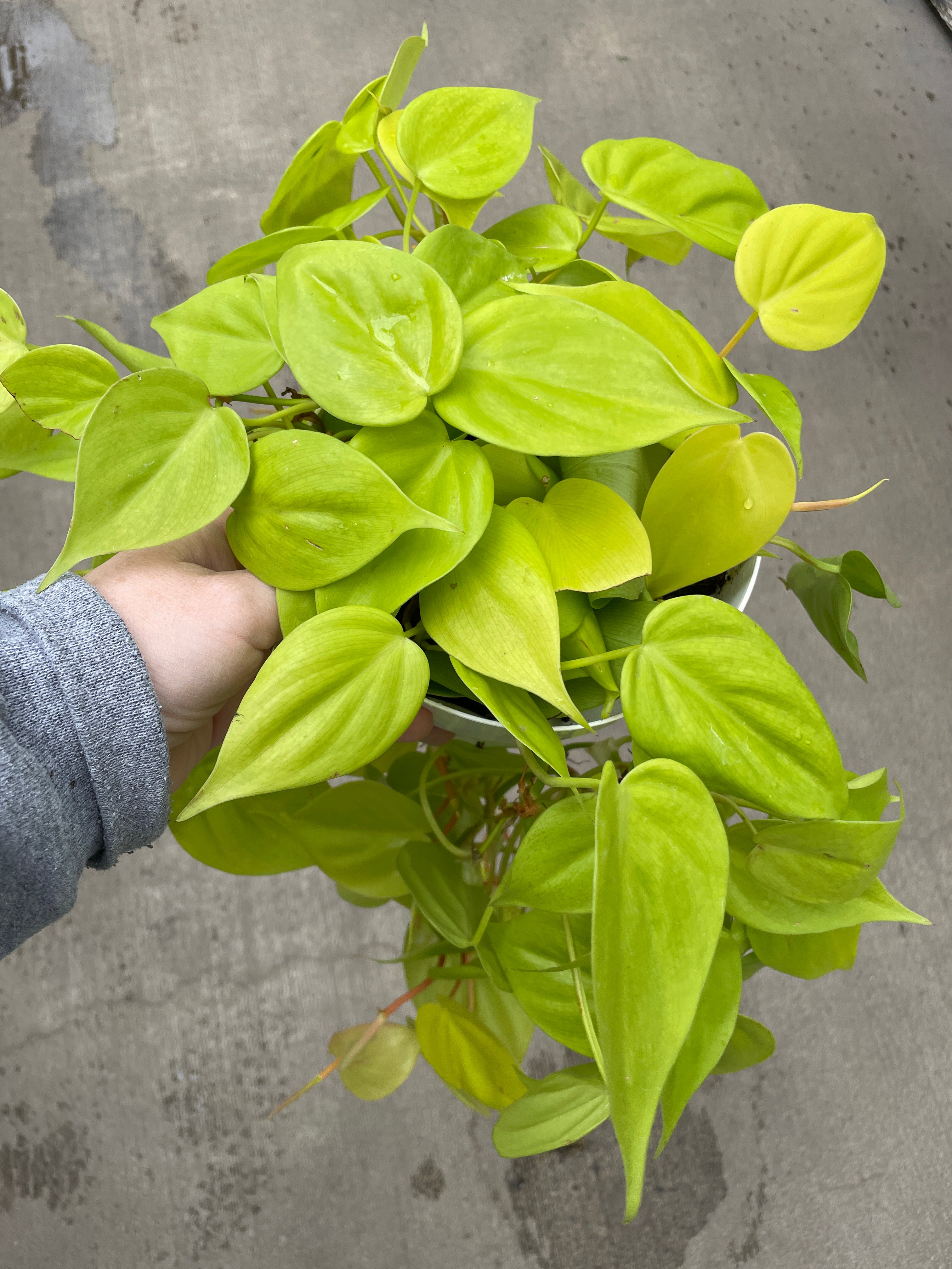 Philodendron, Aureum