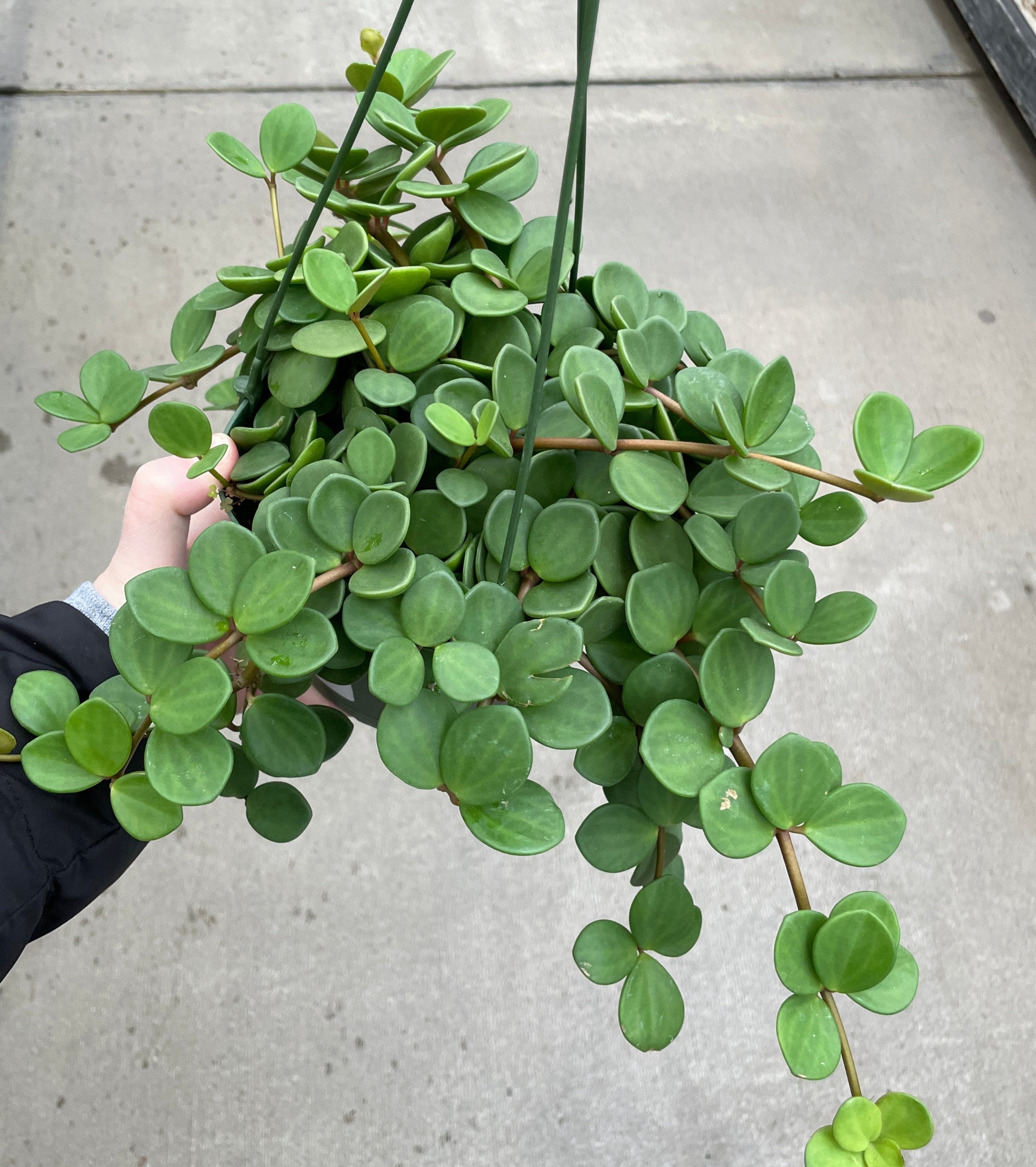 Peperomia, Hope