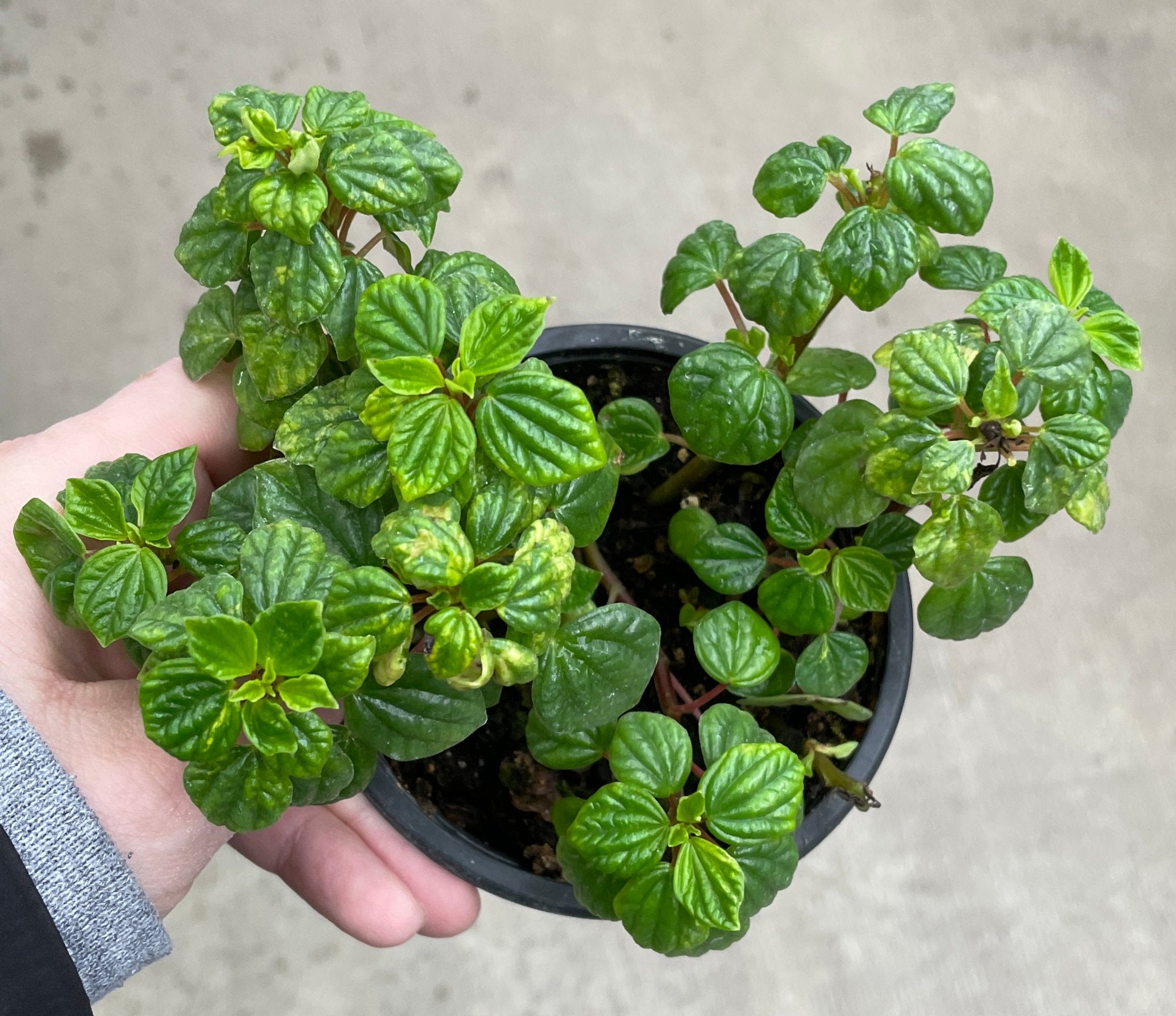 Peperomia, Little Fantasy