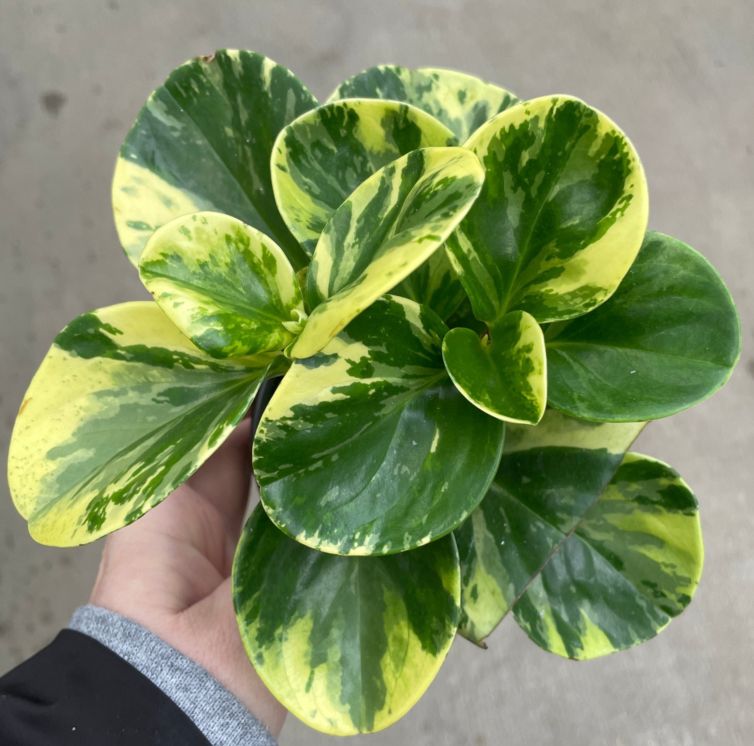 Peperomia, Marble