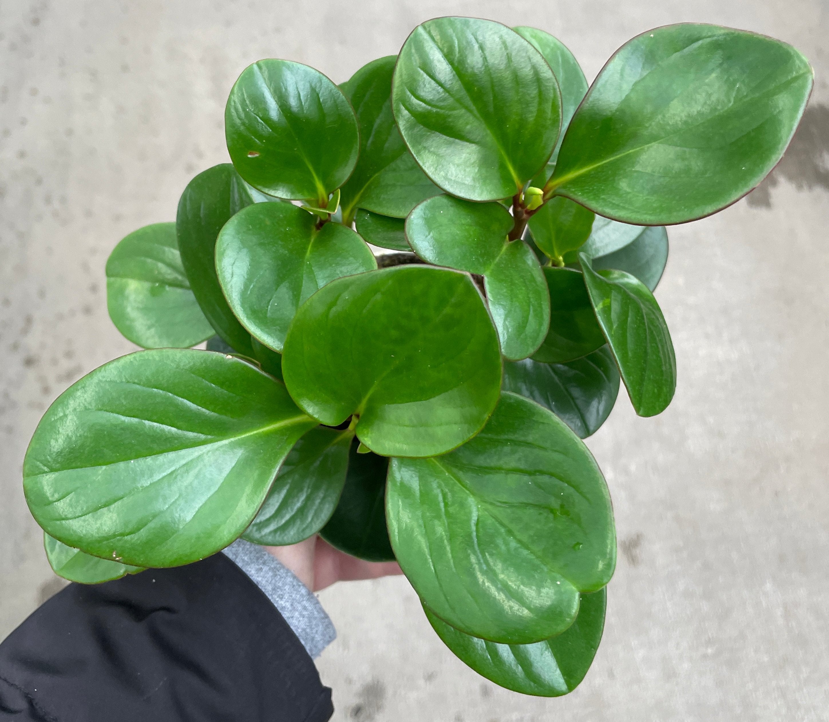 Peperomia, Obtipan