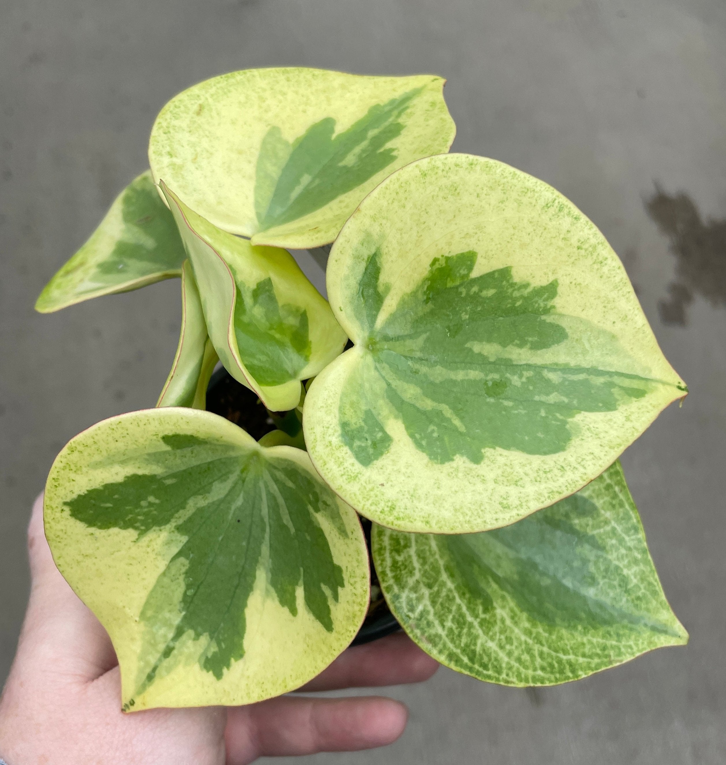 Peperomia, Raindrop Variegated