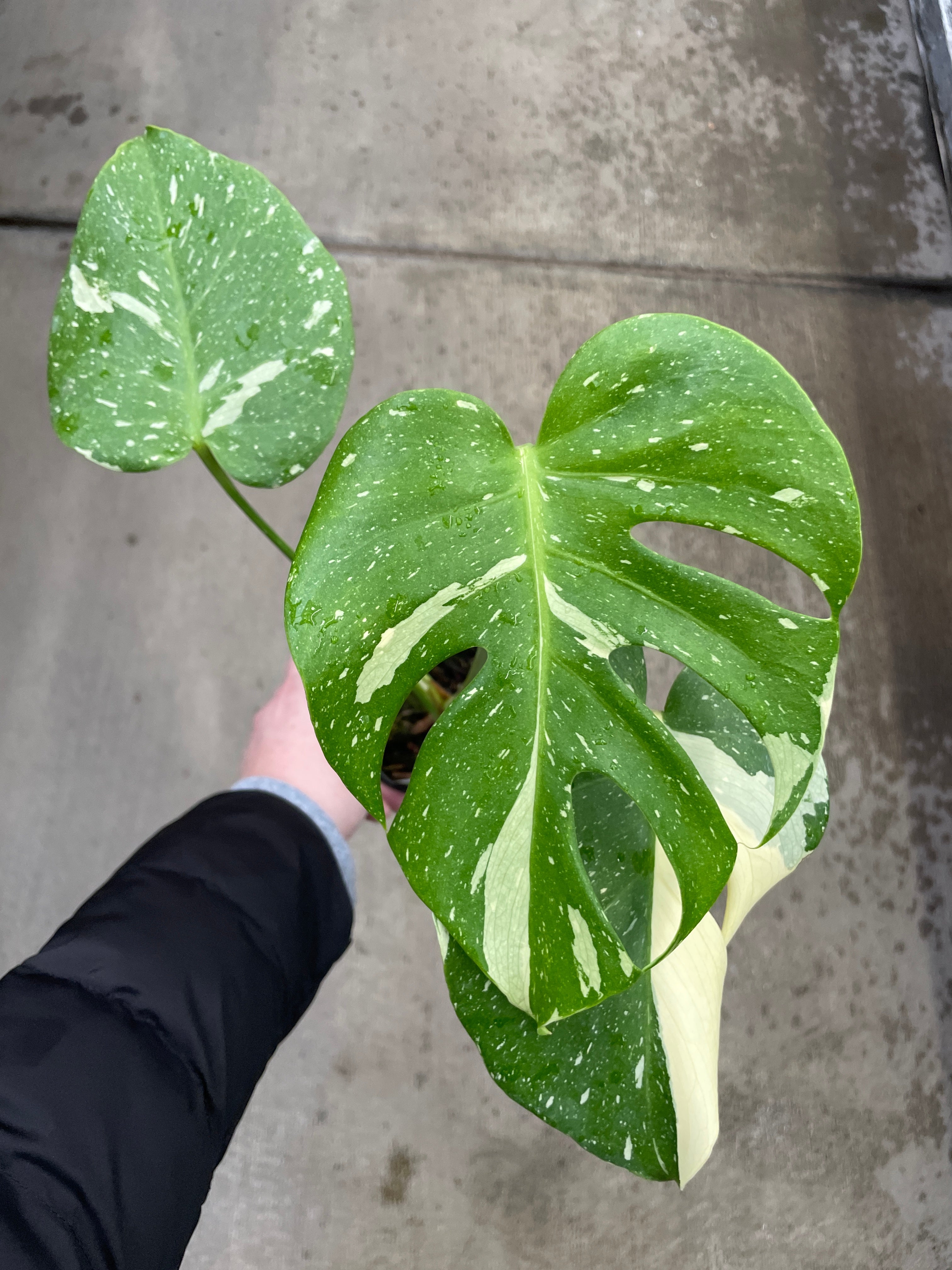 Monstera, Thai Constellation