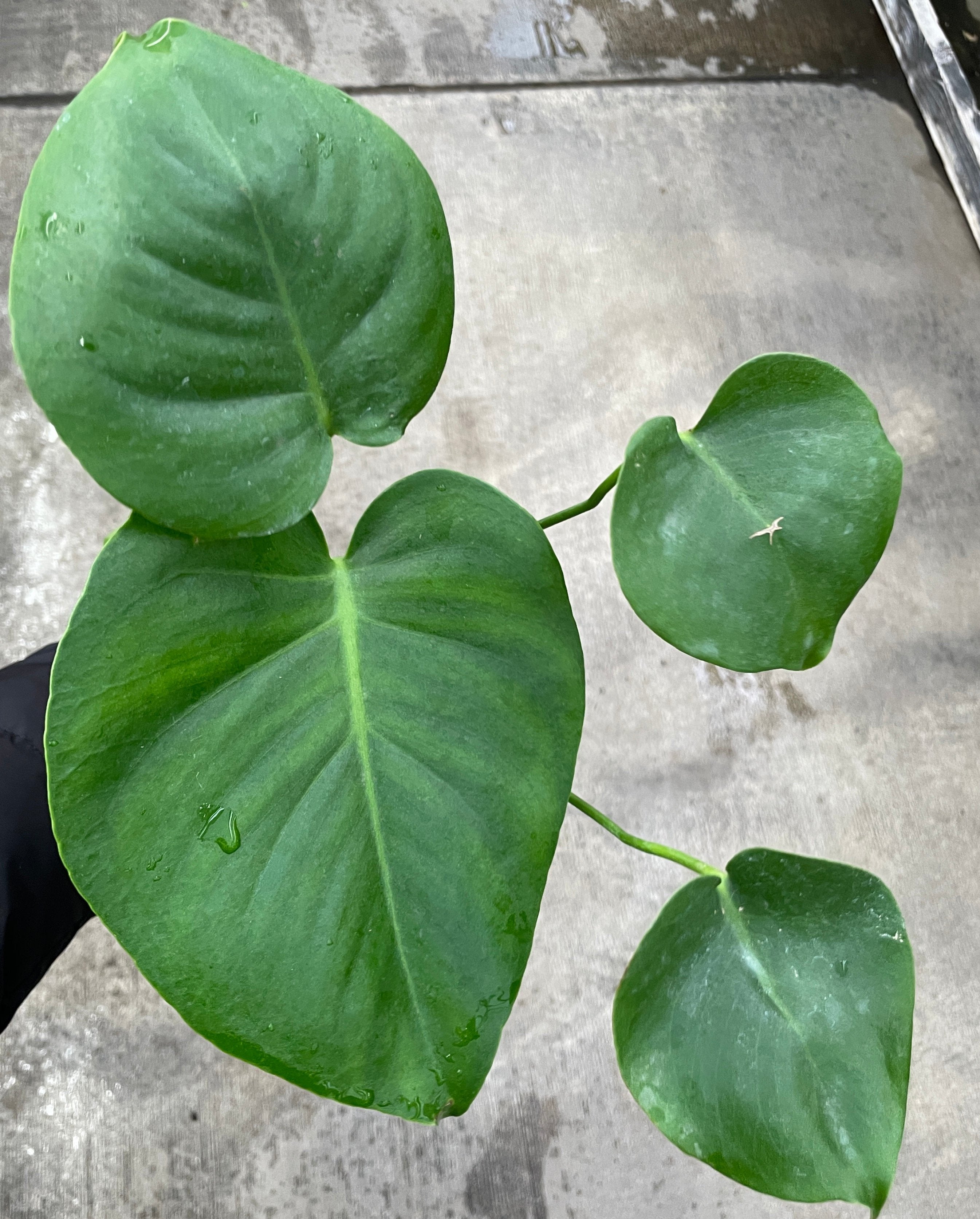 Monstera Deliciosa