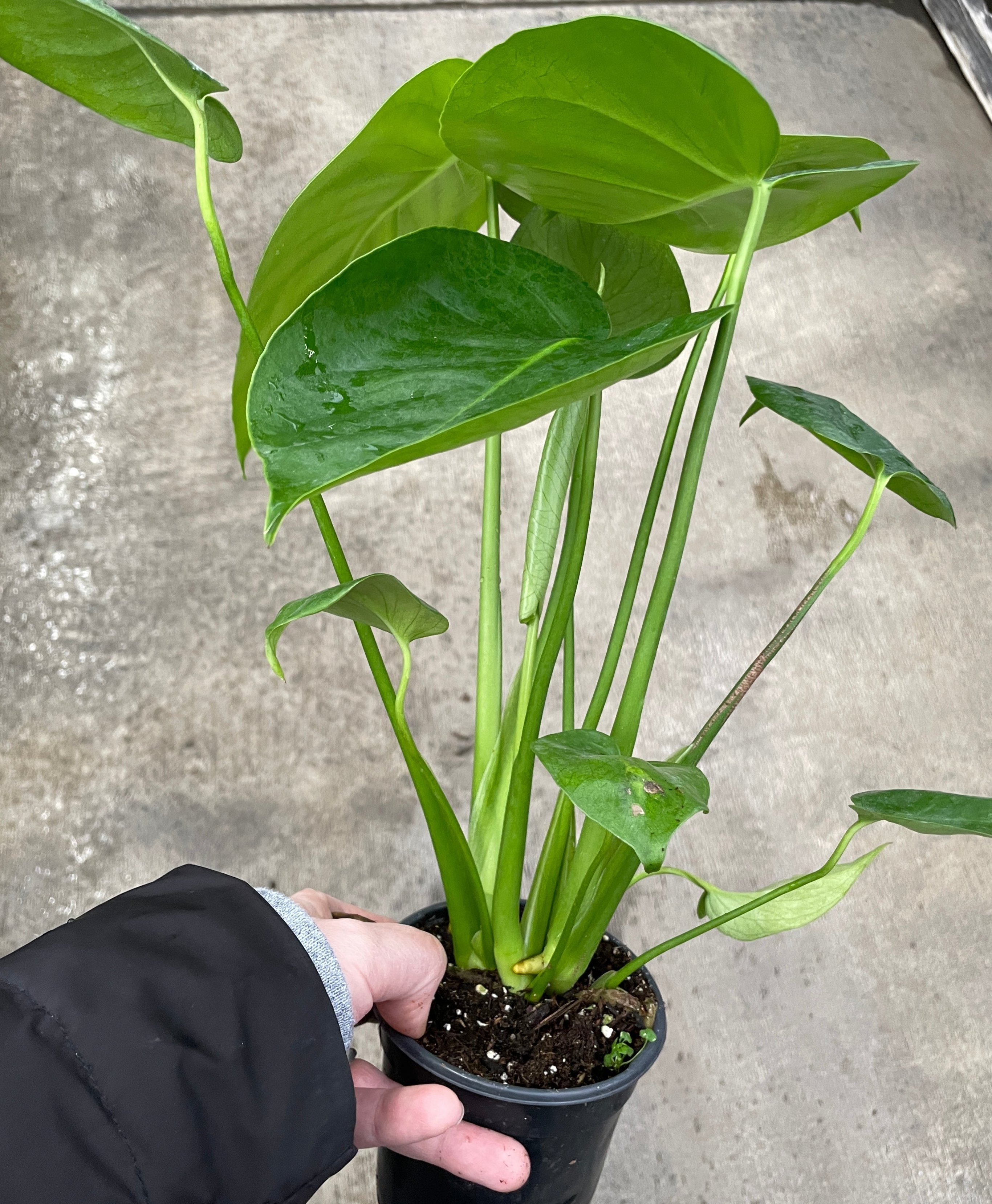 Monstera Deliciosa