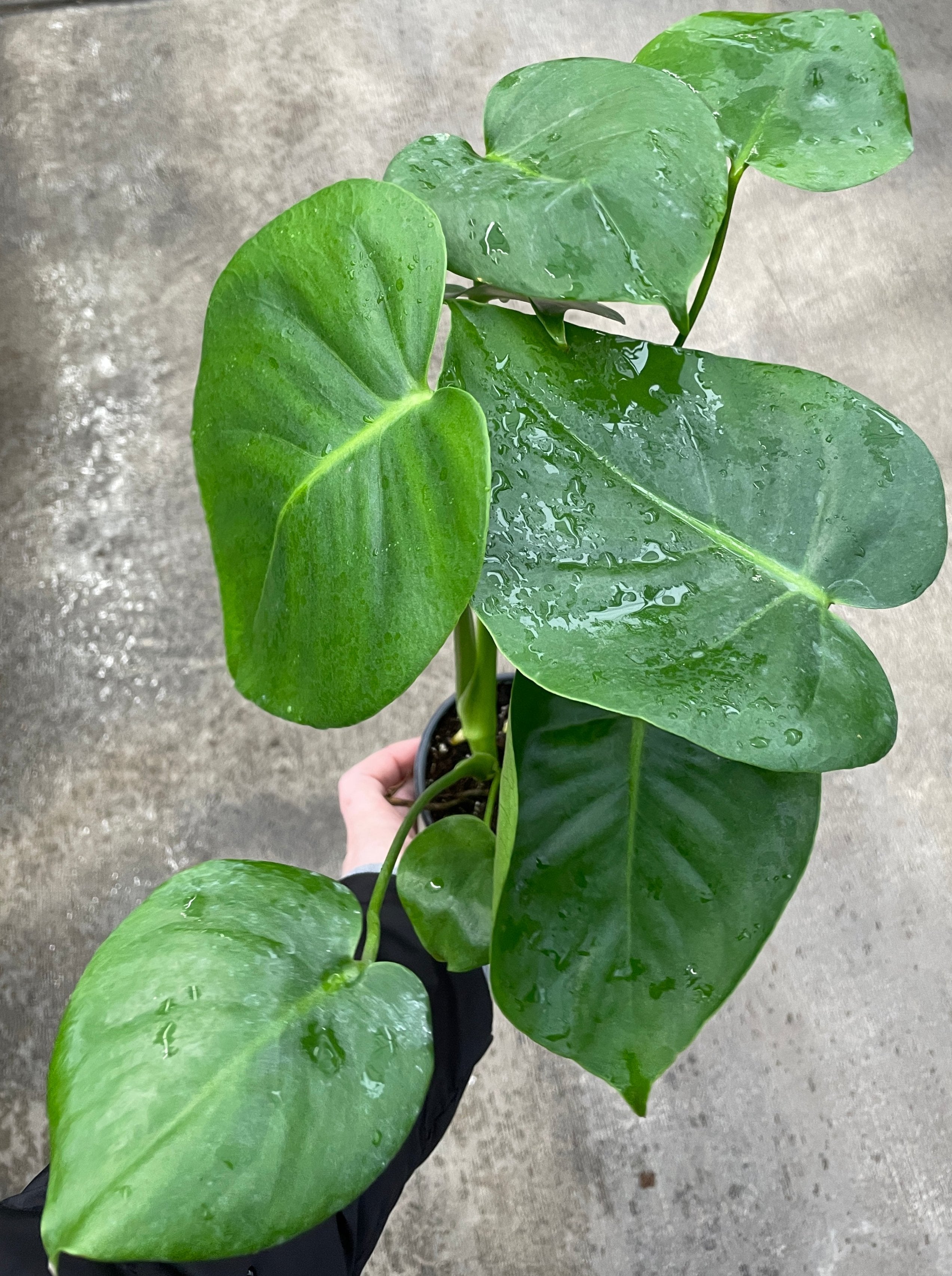 Monstera Deliciosa